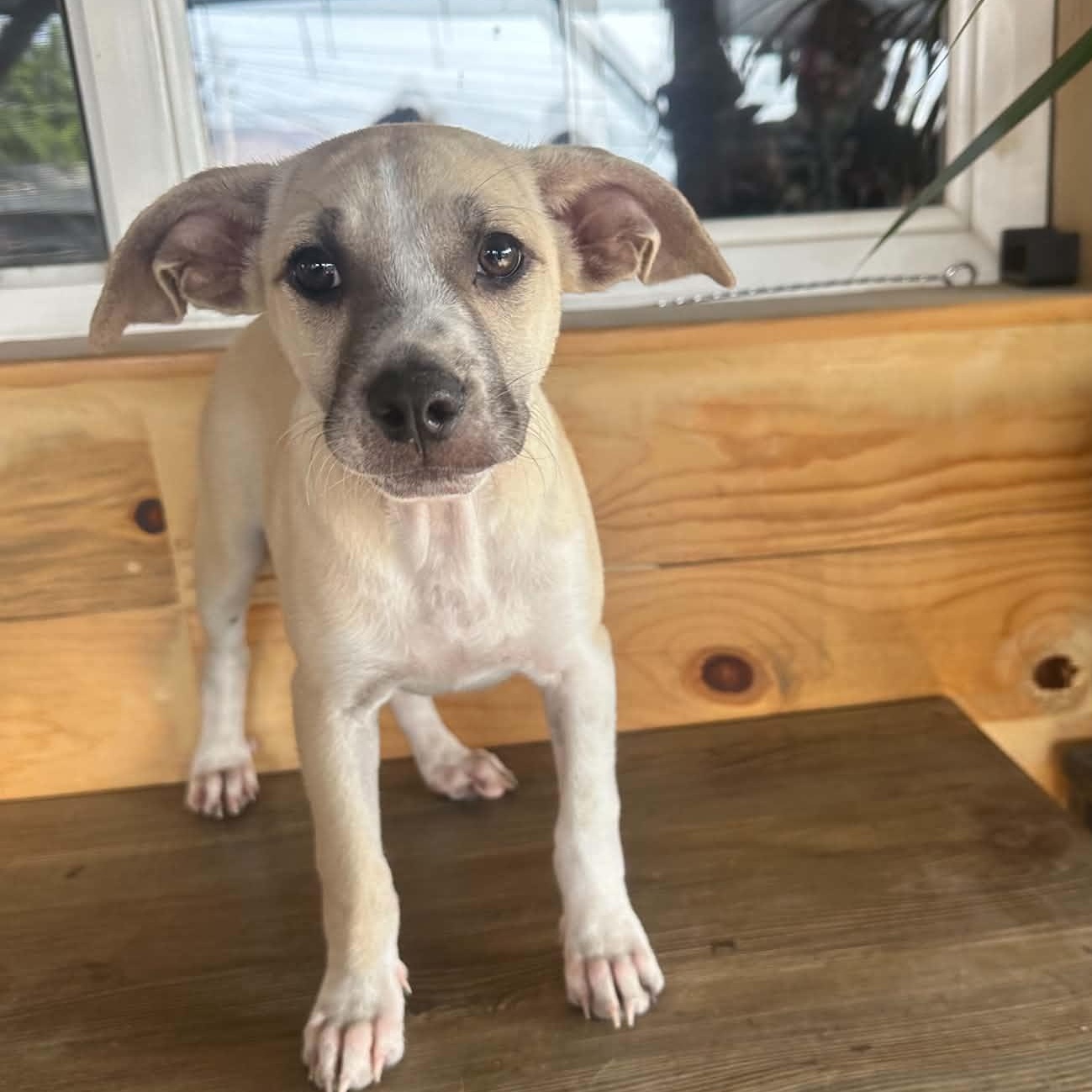 Enlarge Winnie, a ADOPTABLE mixed breed in San Diego, CA image 3/3