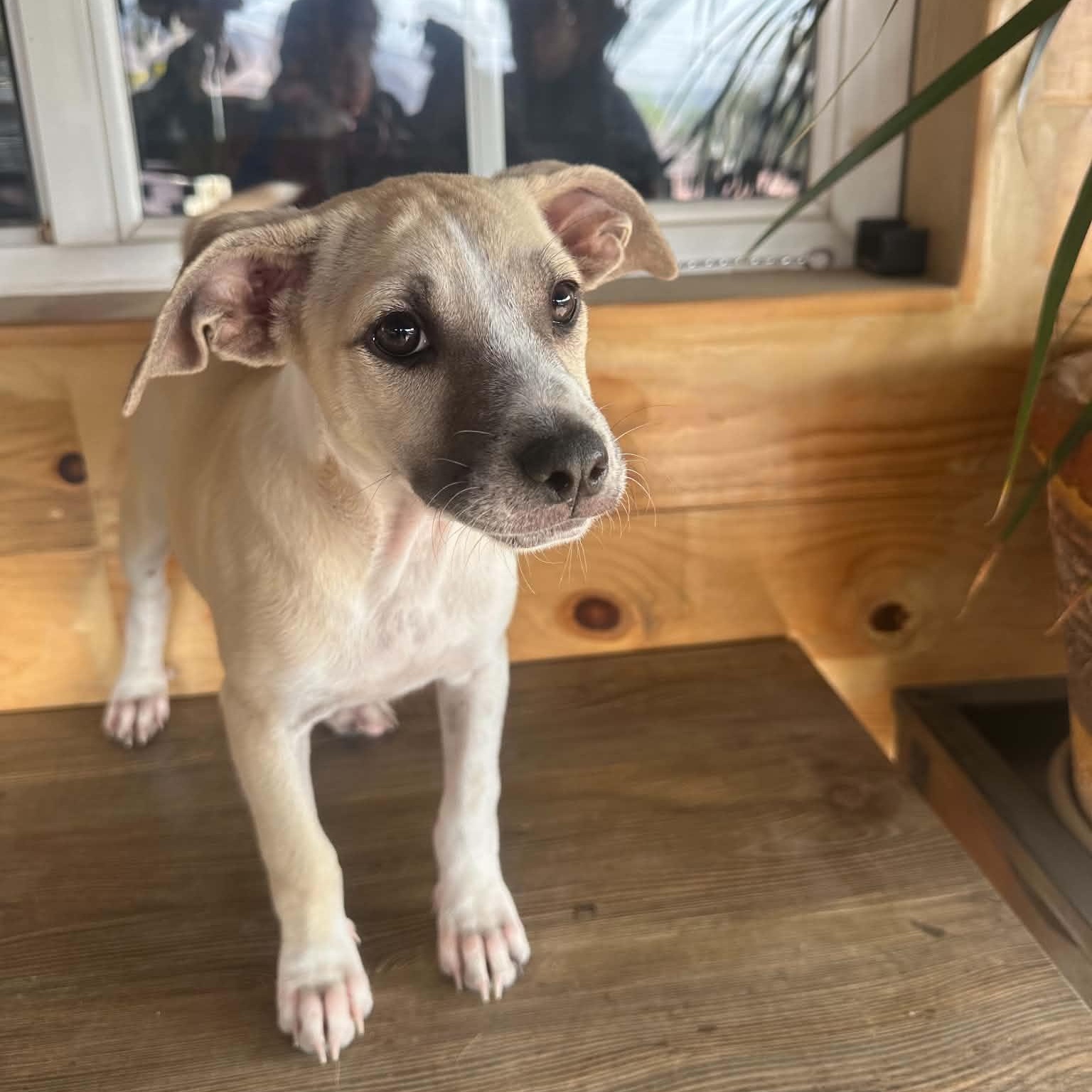 Winnie, ADOPTABLE, Puppy Female Labrador Retriever & Cattle Dog.