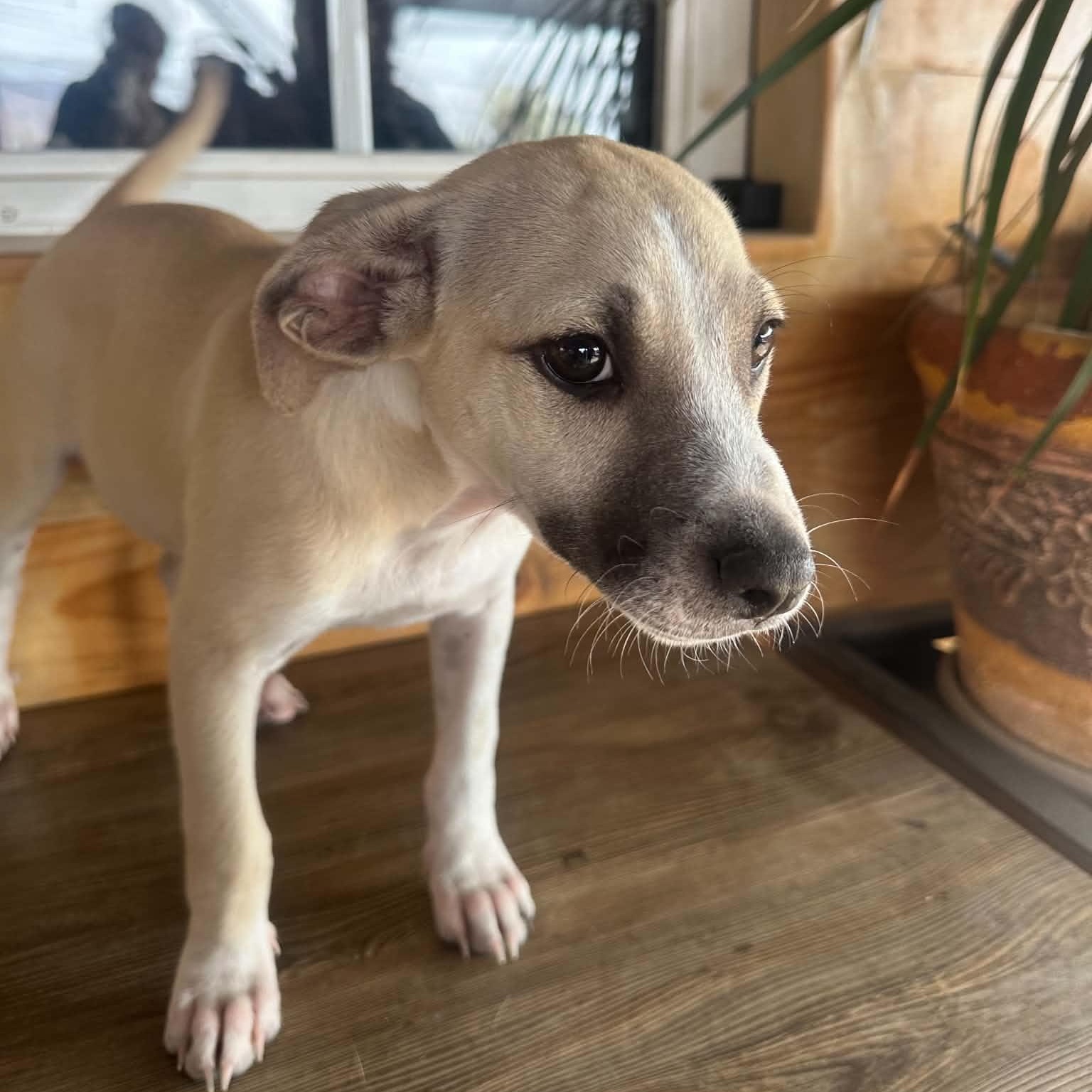 Enlarge Winnie, a ADOPTABLE mixed breed in San Diego, CA image 2/3