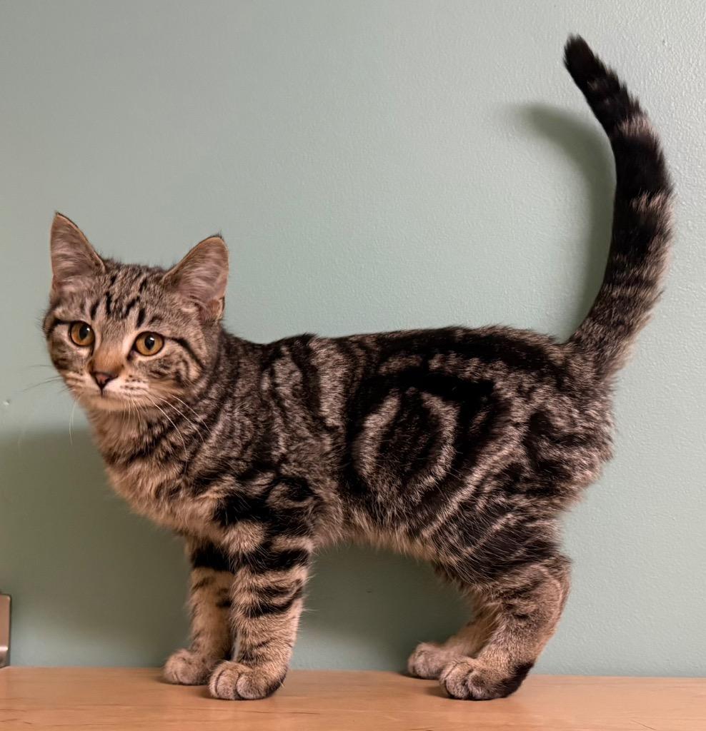 Enlarge Oakley, a ADOPTABLE Domestic Short Hair in Amery, WI image 2/3