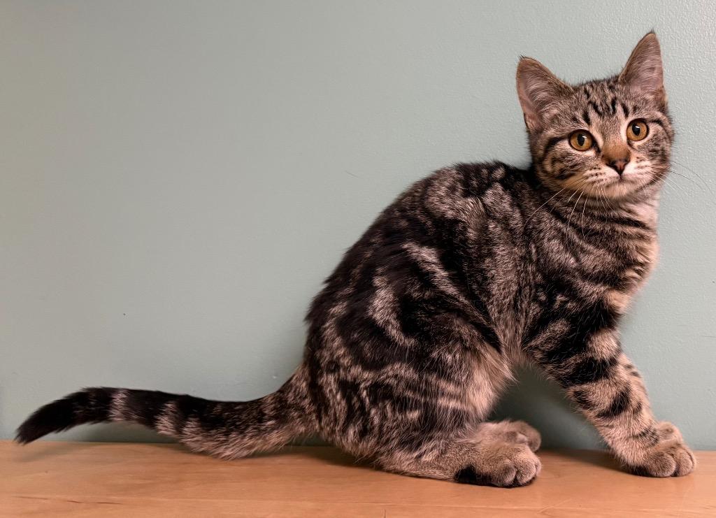 Enlarge Oakley, a ADOPTABLE Domestic Short Hair in Amery, WI image 3/3