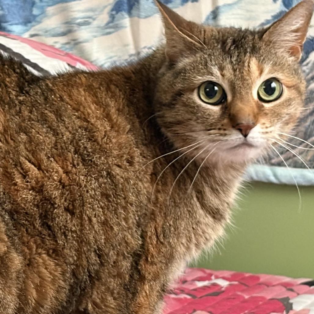 Enlarge Ella, a Adoptable Domestic Short Hair in Mount Laurel, NJ image 1/3