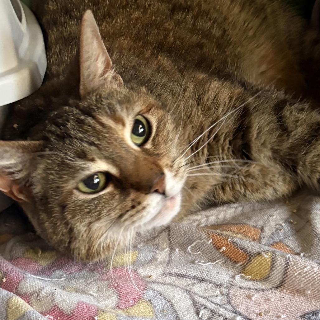 Enlarge Ella, a Adoptable Domestic Short Hair in Mount Laurel, NJ image 2/3
