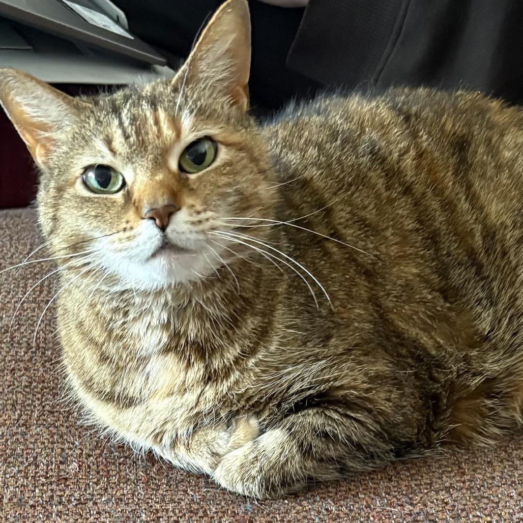 Enlarge Ella, a Adoptable Domestic Short Hair in Mount Laurel, NJ image 3/3