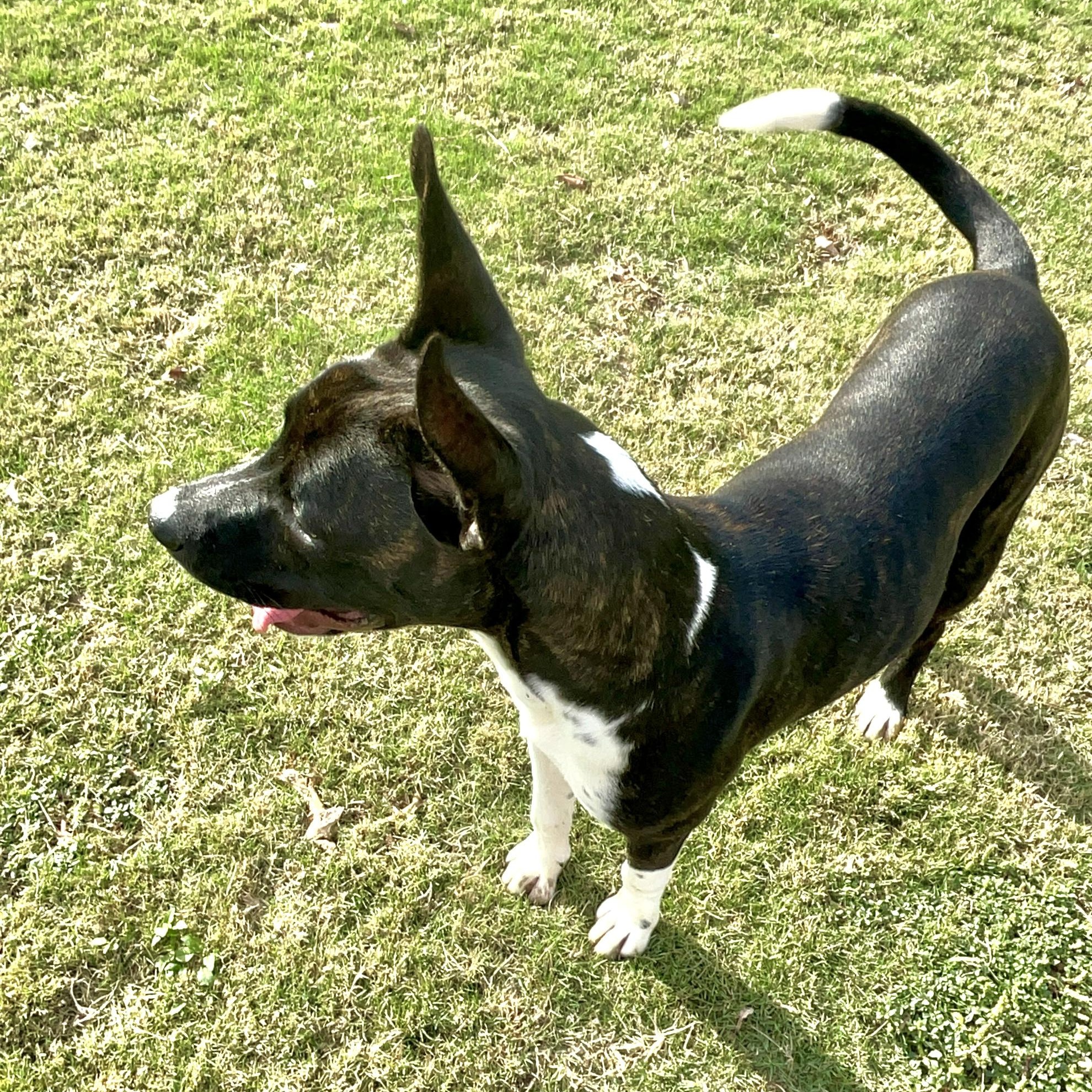 Dexter, a Adoptable Mixed Breed in Southaven , MS image 5/6