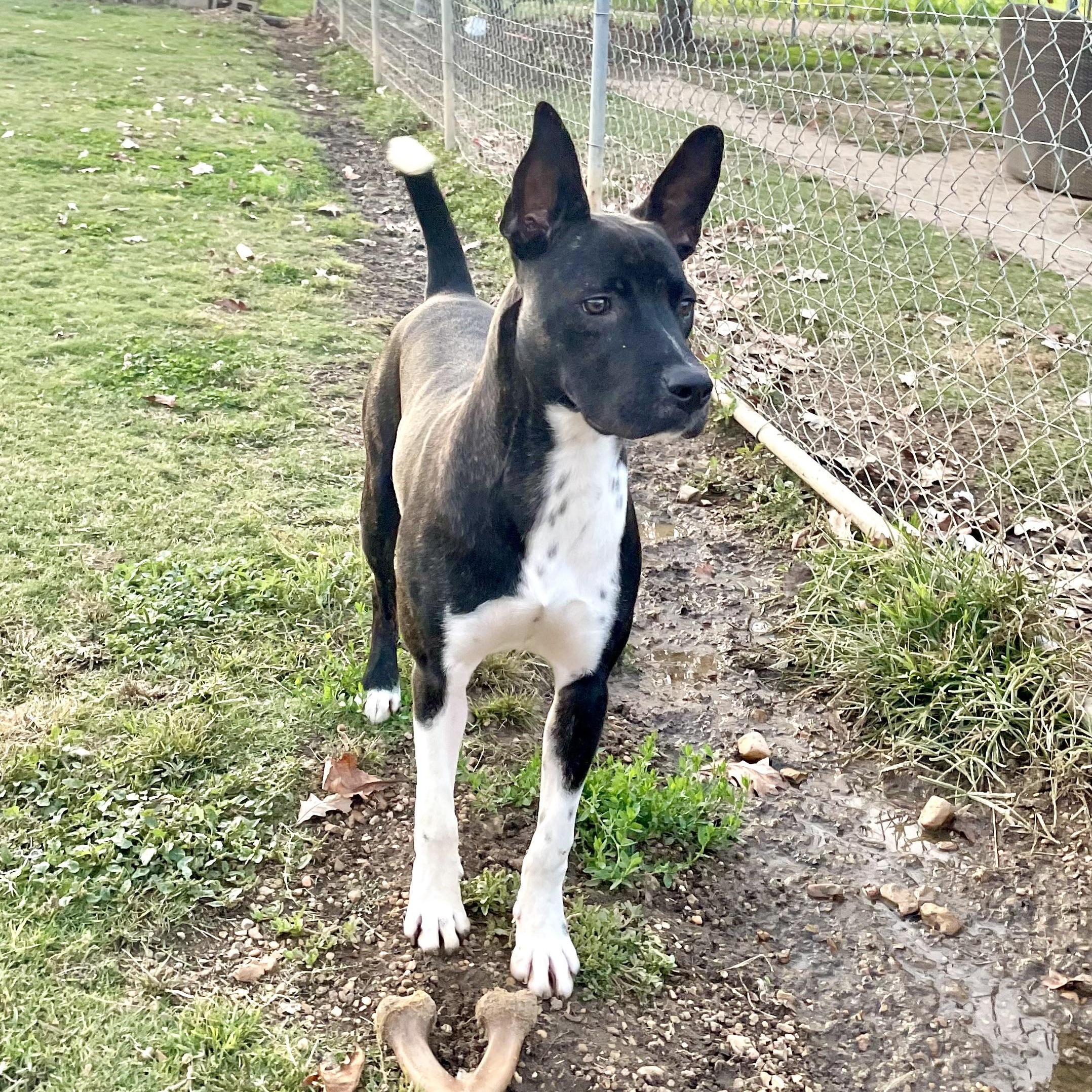 Dexter, a Adoptable Mixed Breed in Southaven , MS image 4/6