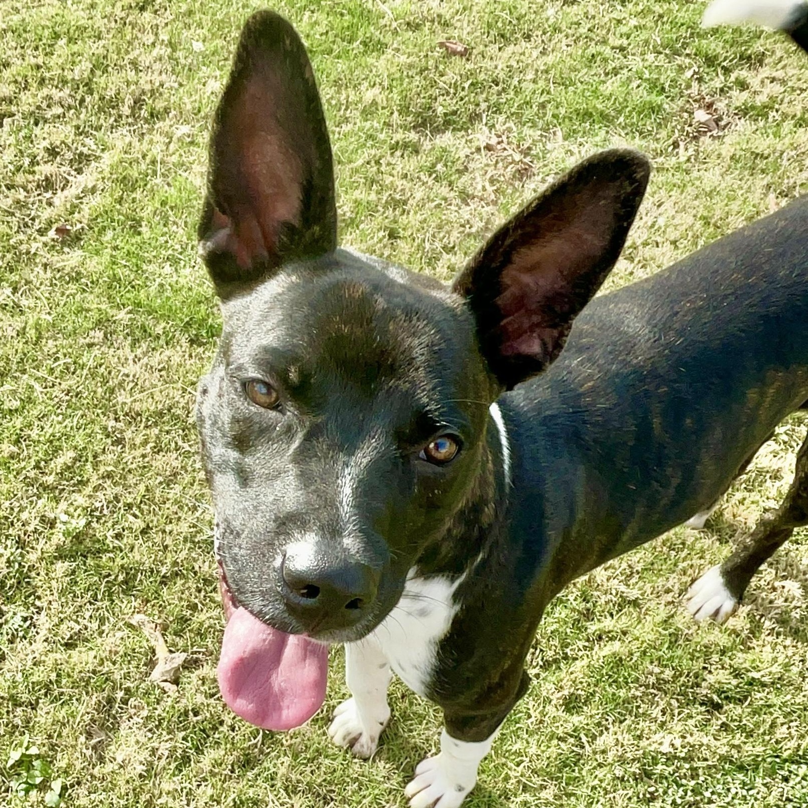 Dexter, a Adoptable Mixed Breed in Southaven , MS image 1/6