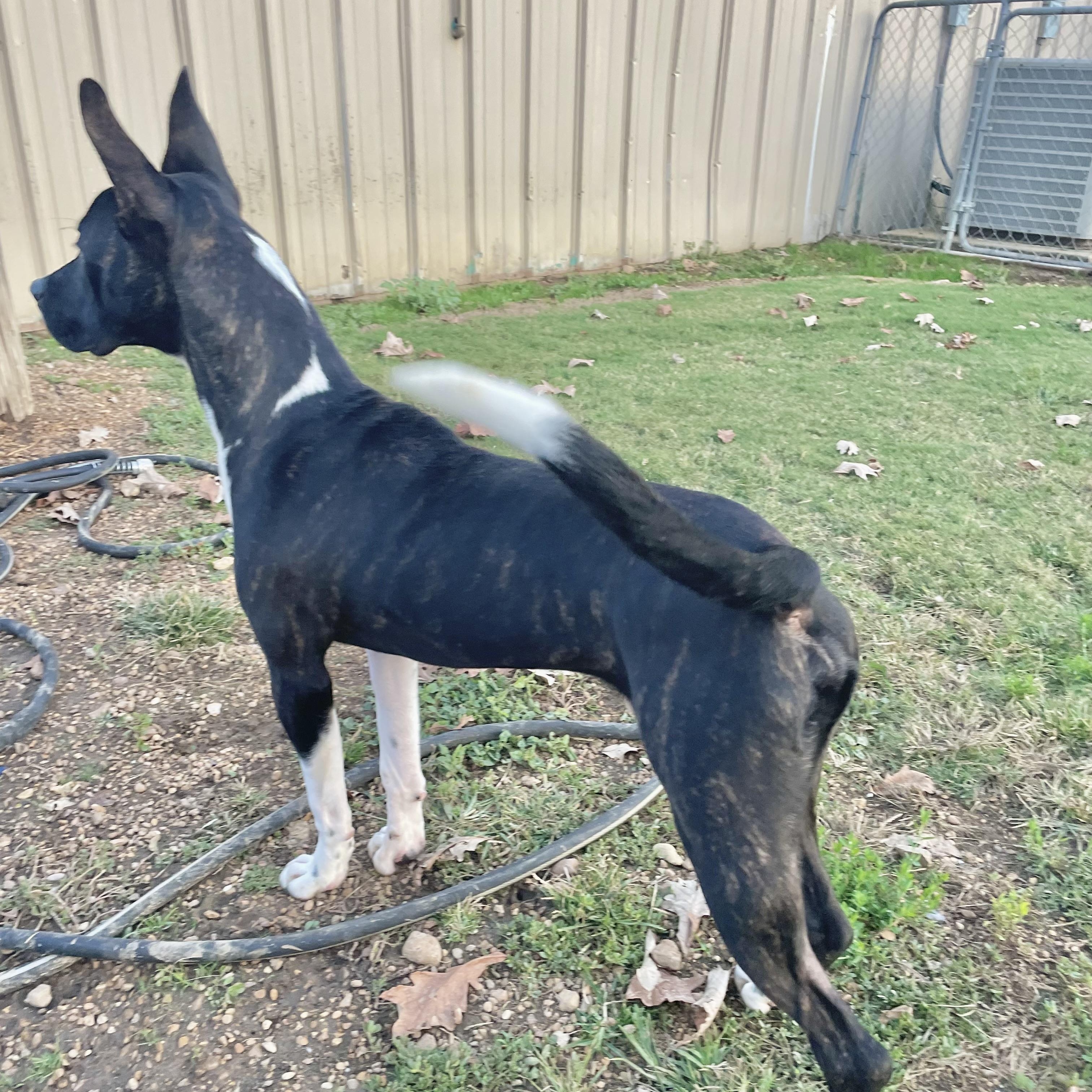Dexter, a Adoptable Mixed Breed in Southaven , MS image 6/6