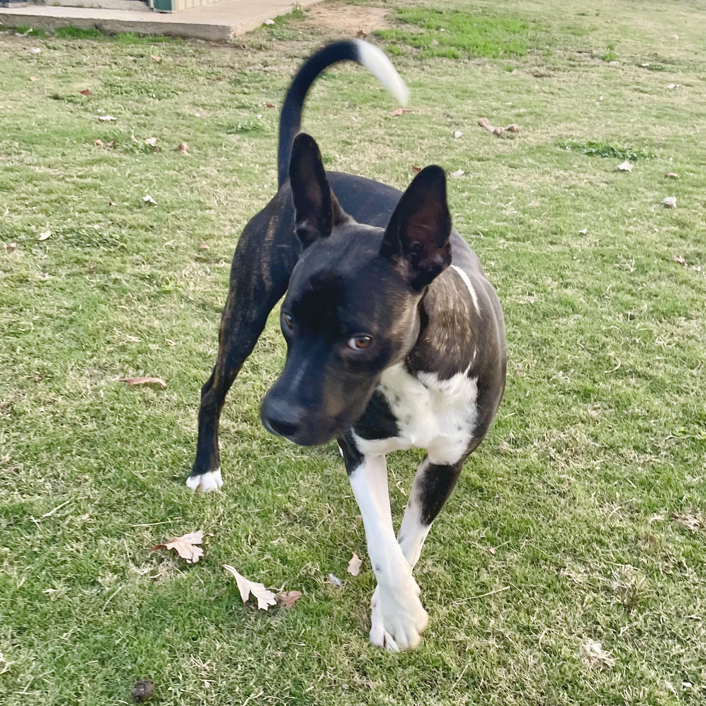 Dexter, a Adoptable Mixed Breed in Southaven , MS image 3/6