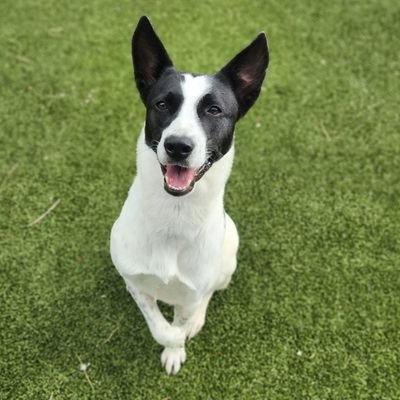 Tuxedo Cake thumbnail 3