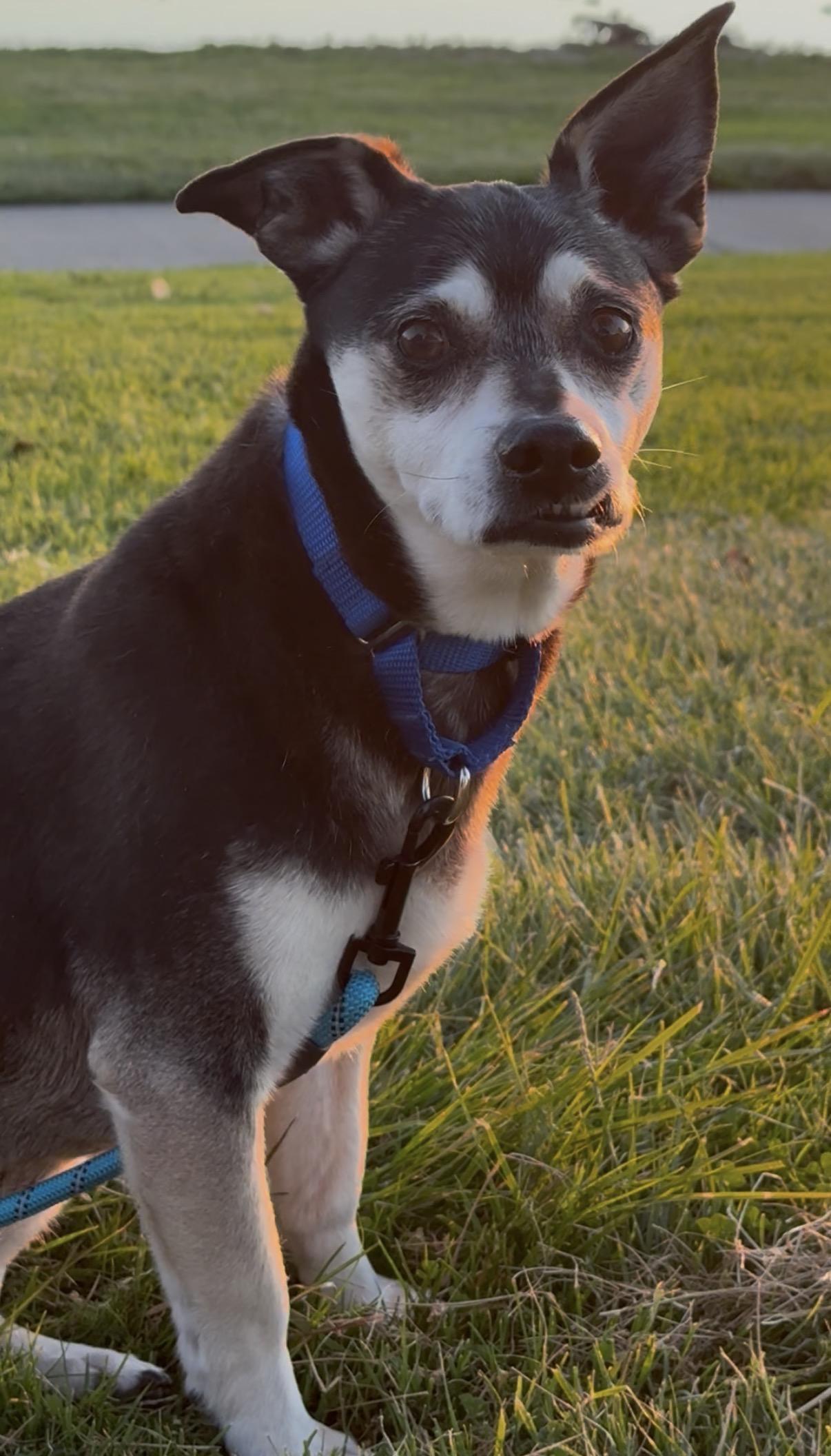 Alastair, a ADOPTABLE mixed breed in San Diego, CA image 1/2