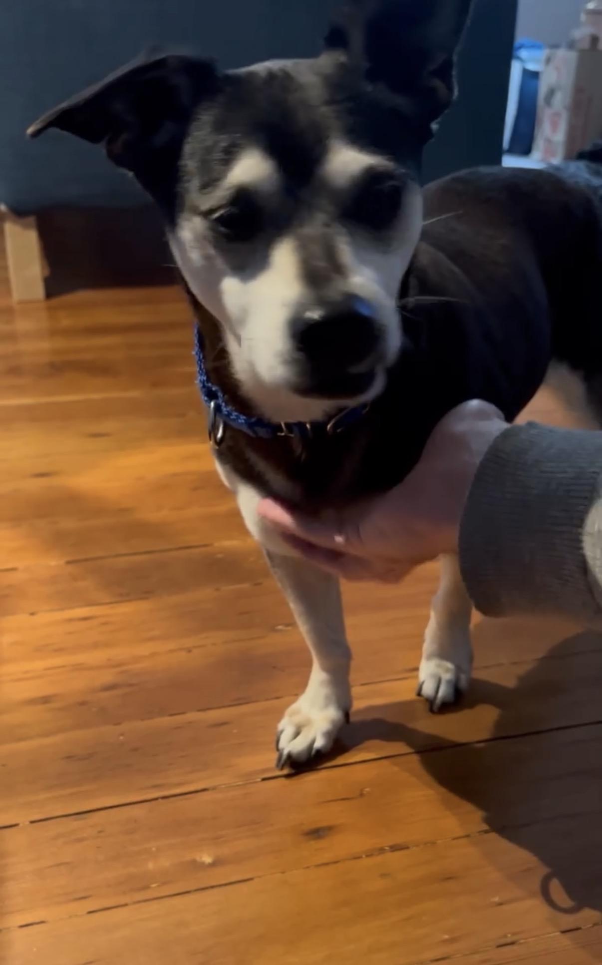 Alastair, a ADOPTABLE mixed breed in San Diego, CA image 2/2