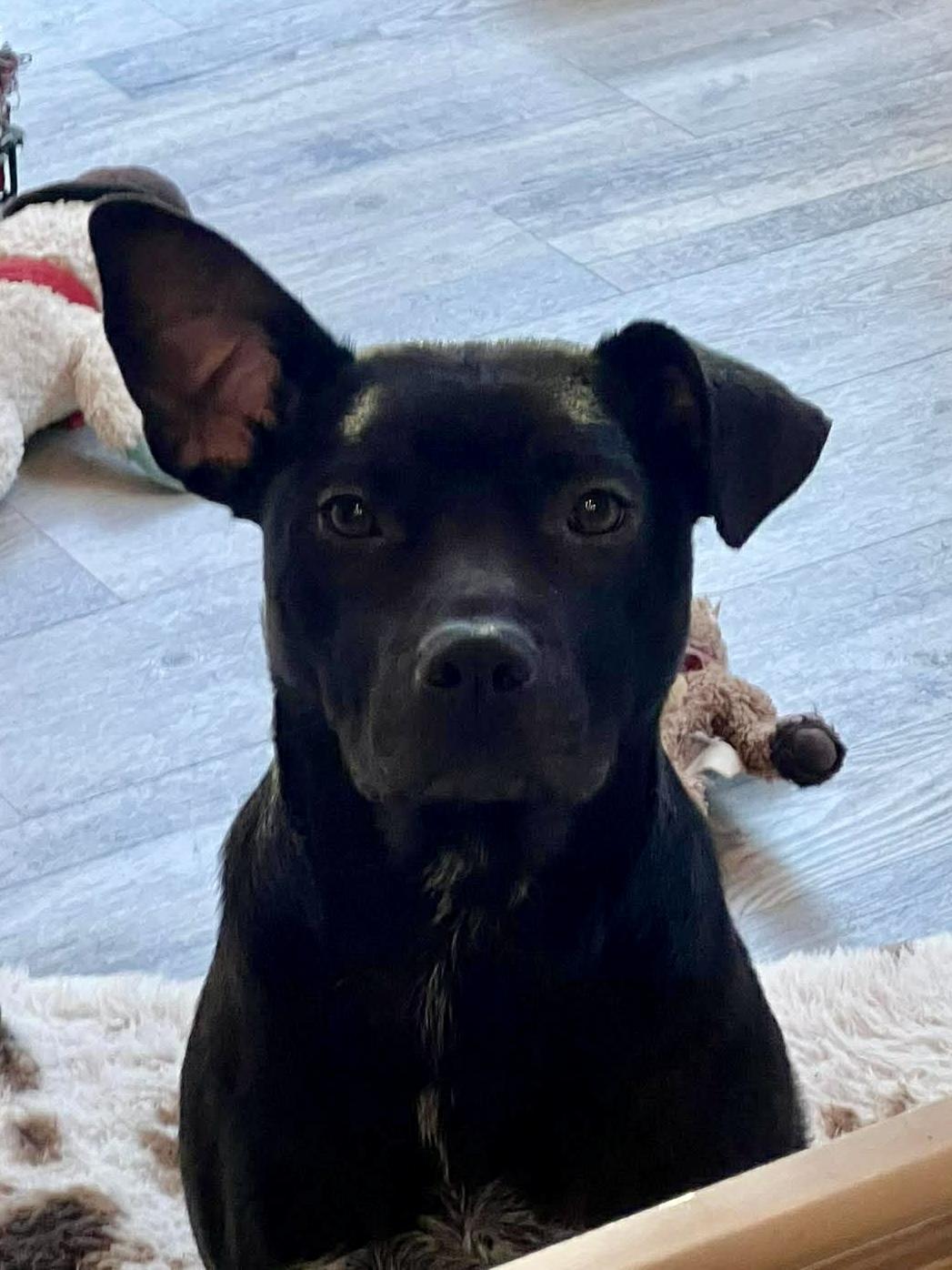 Cinder, Adoptable, Young Female Black Labrador Retriever & Mixed Breed.