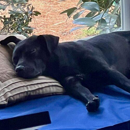 Enlarge Cinder, a Adoptable mixed breed in Sanford, NC image 2/2