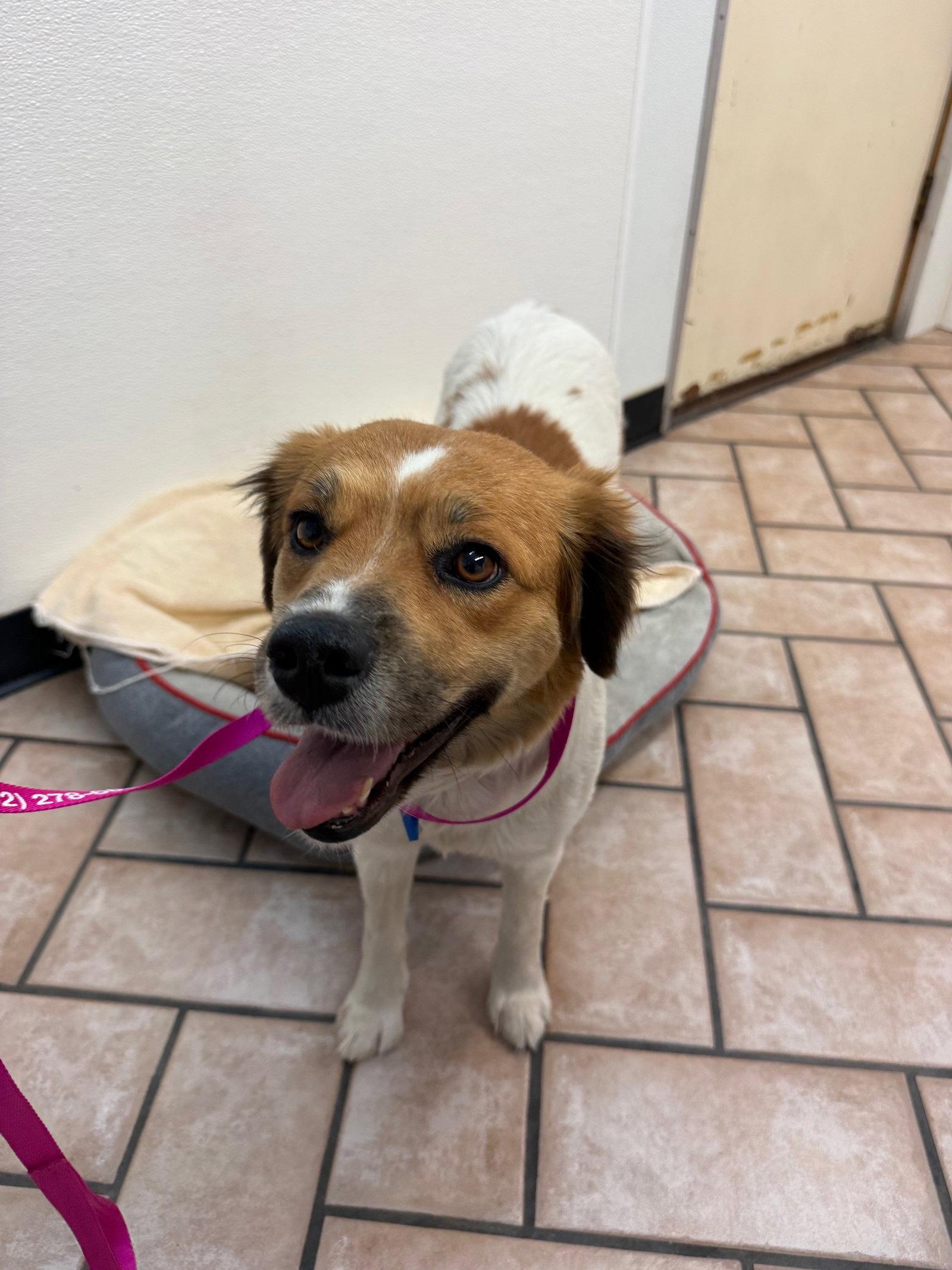 Sasha, a Adoptable mixed breed in Glendale, AZ image 1/3