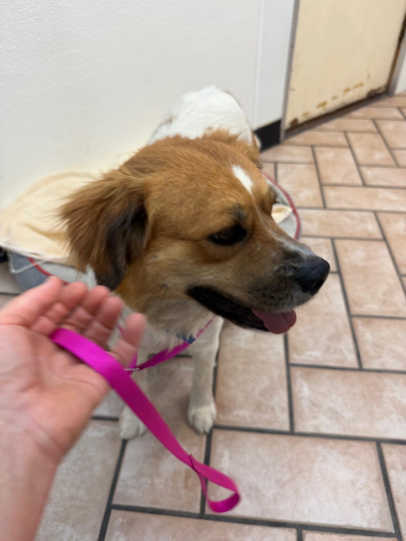 Sasha, a Adoptable mixed breed in Glendale, AZ image 2/3