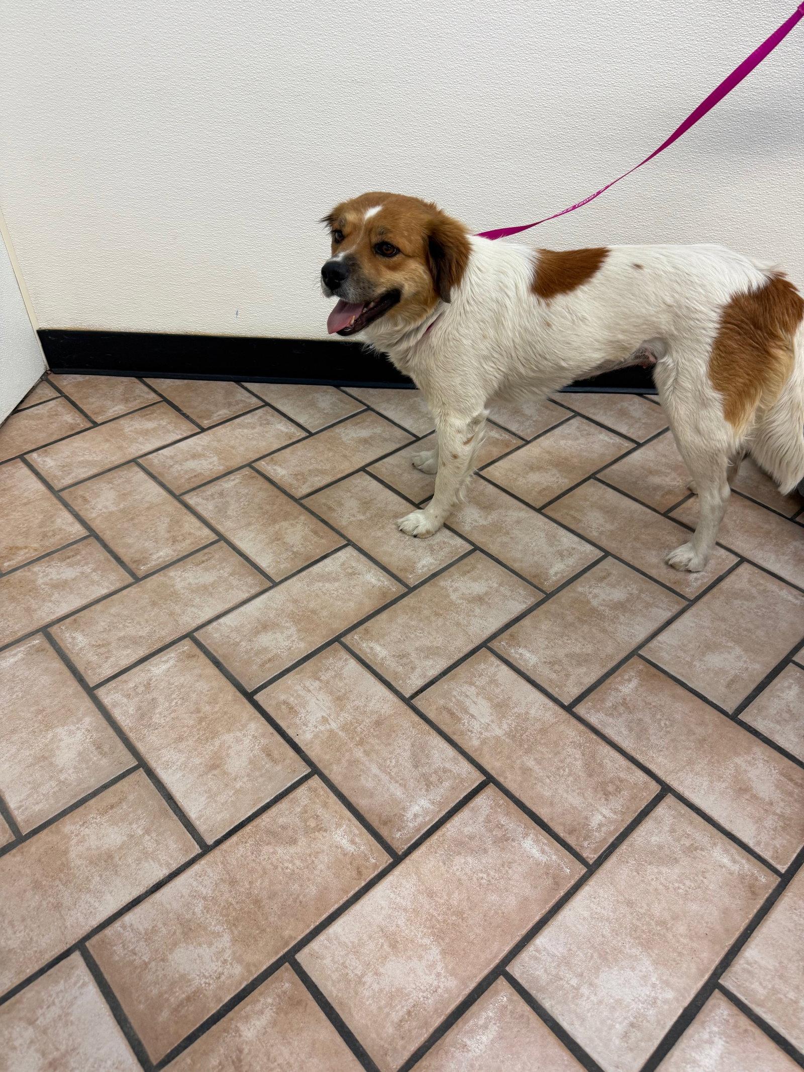 Sasha, a Adoptable mixed breed in Glendale, AZ image 3/3