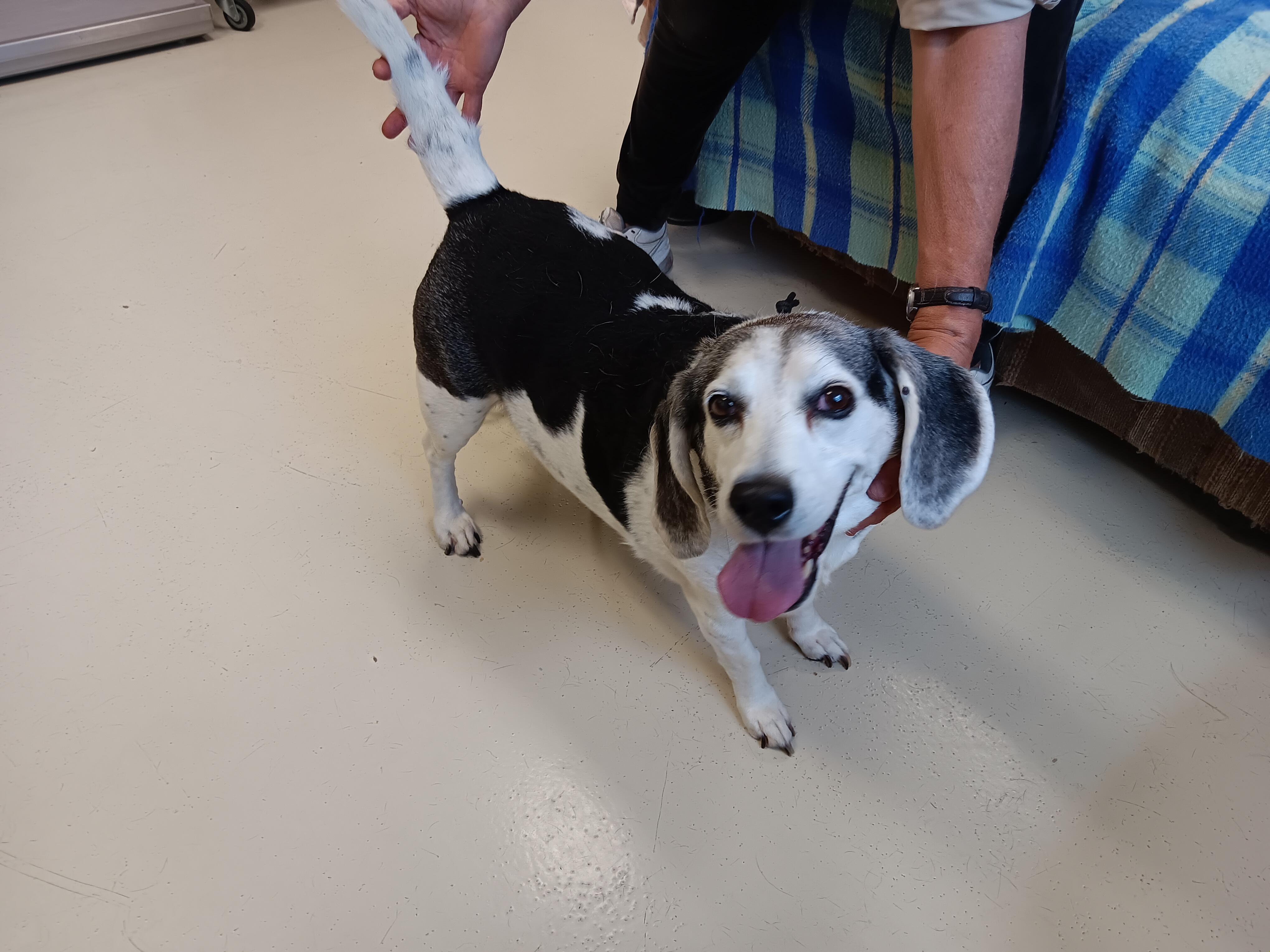 Haily, a Adopted Beagle in Springfield, OH image 1/3