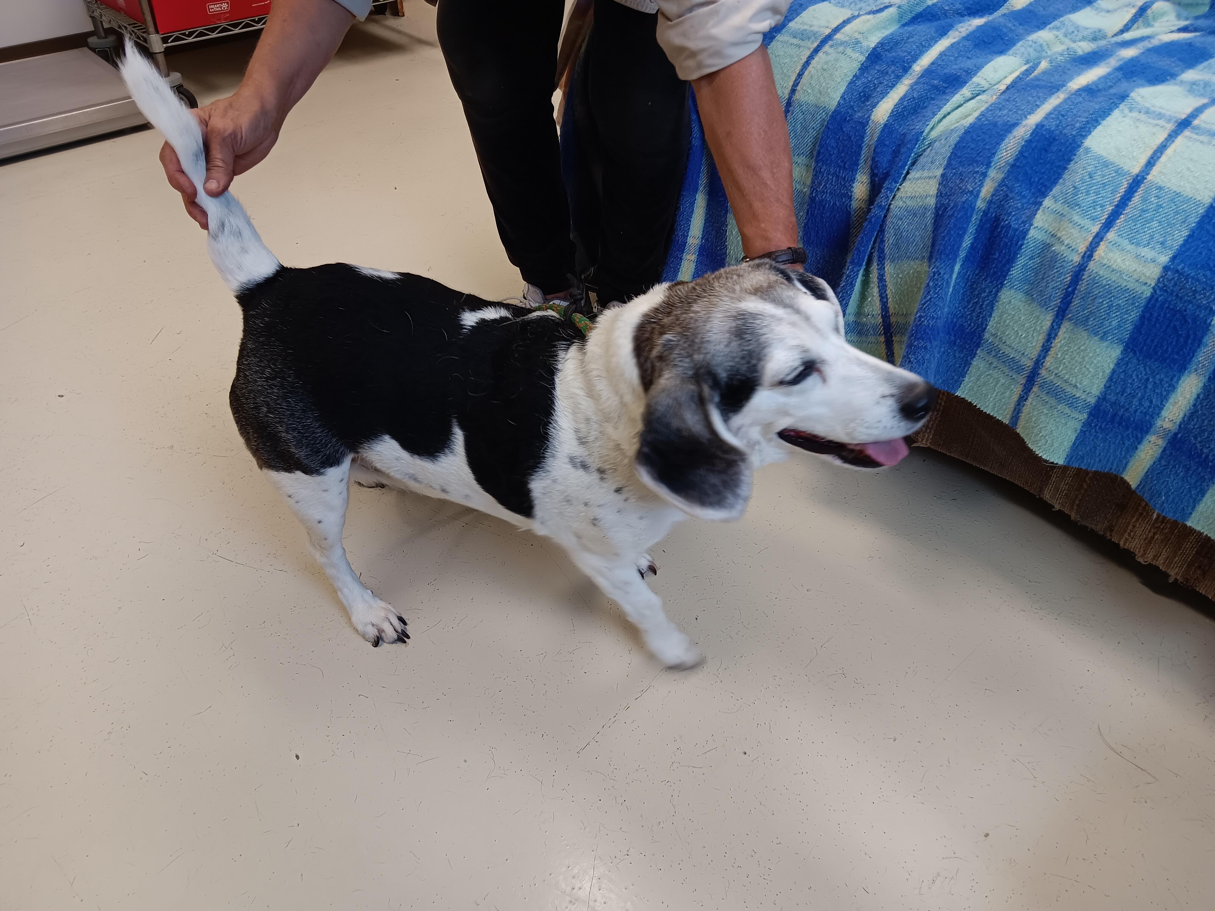 Haily, a Adopted Beagle in Springfield, OH image 2/3