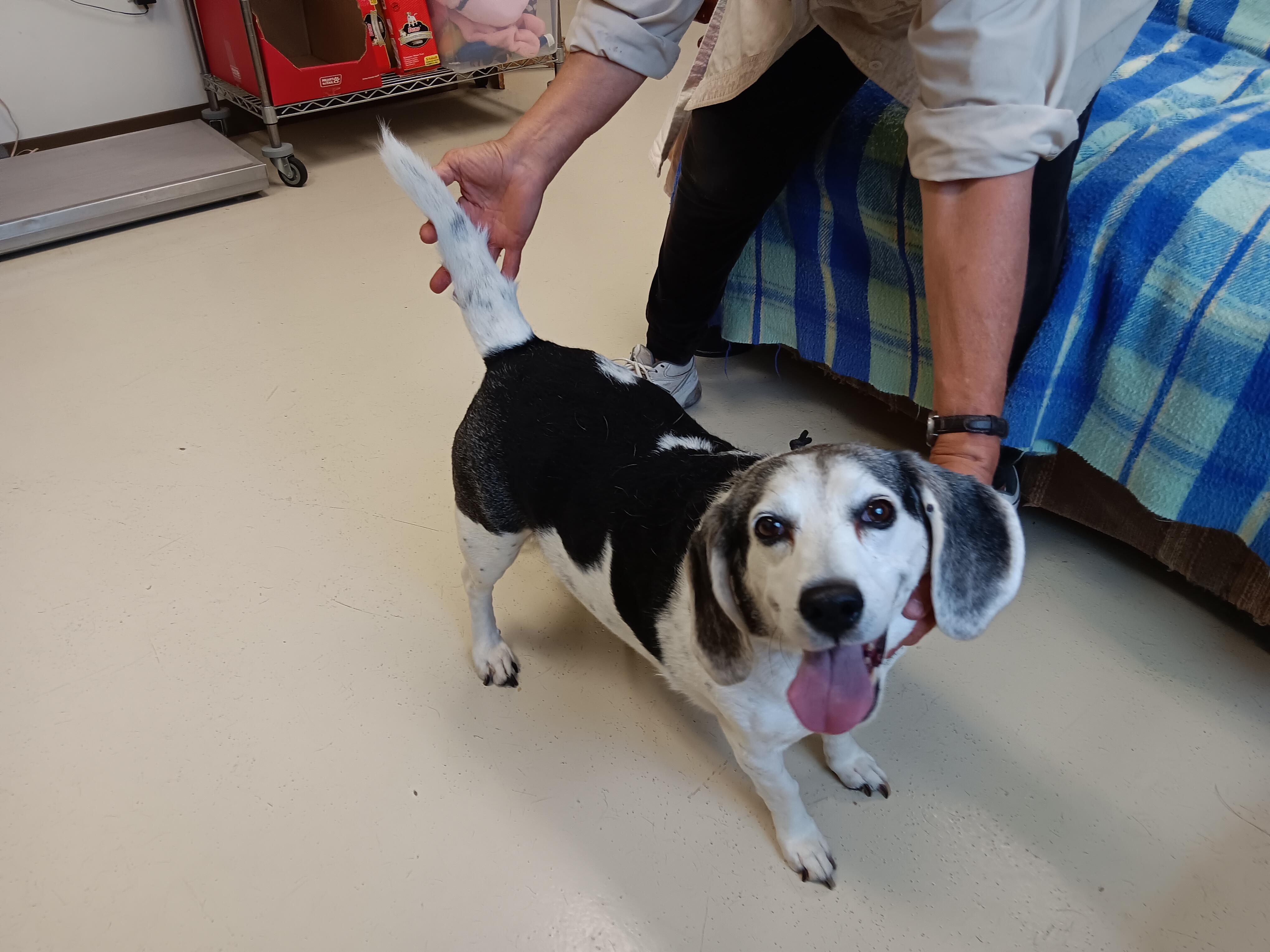 Haily, a Adopted Beagle in Springfield, OH image 3/3