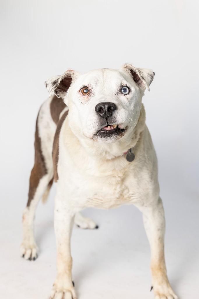 Slowpoke, Adoptable, Senior Male Mixed Breed.