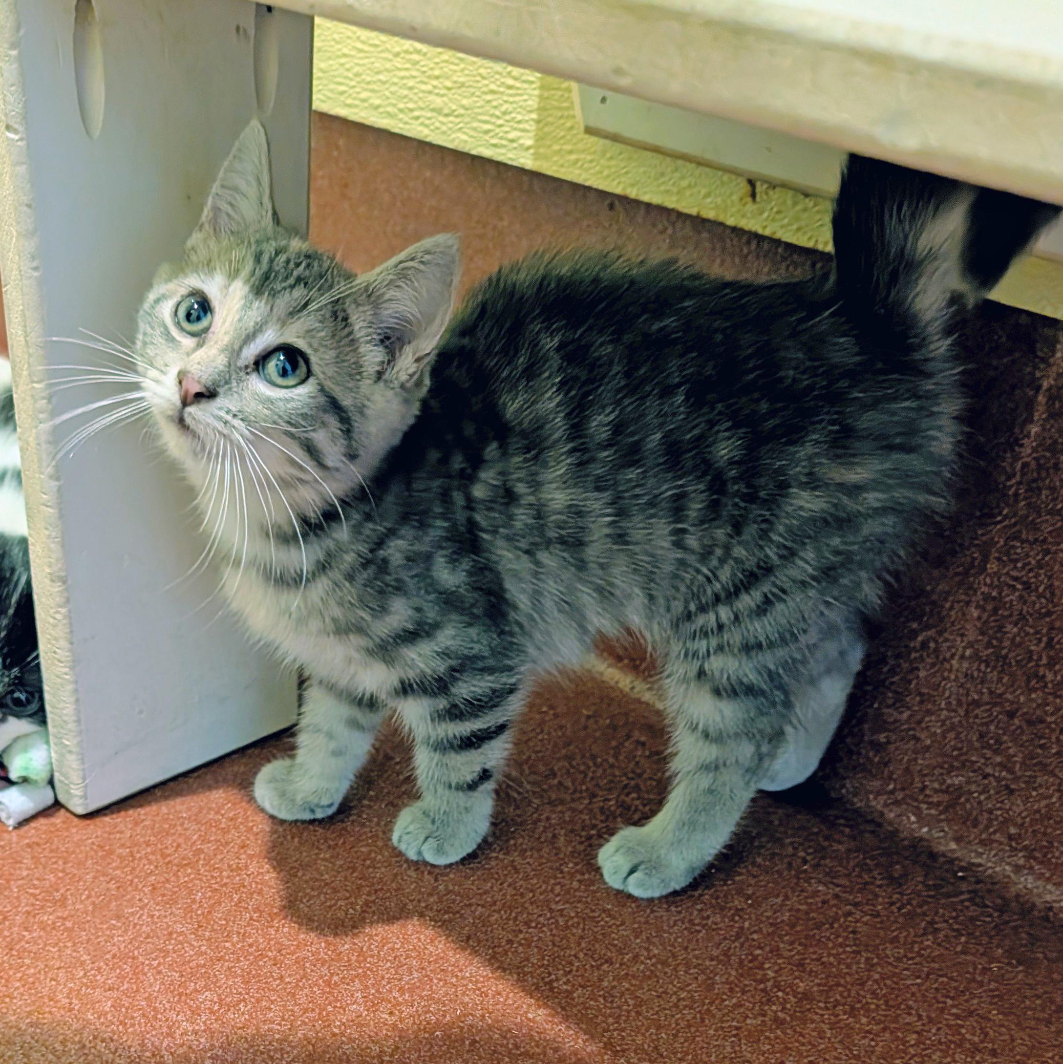 Enlarge Chelsea, a Adoptable Domestic Short Hair in Accident, MD image 1/4