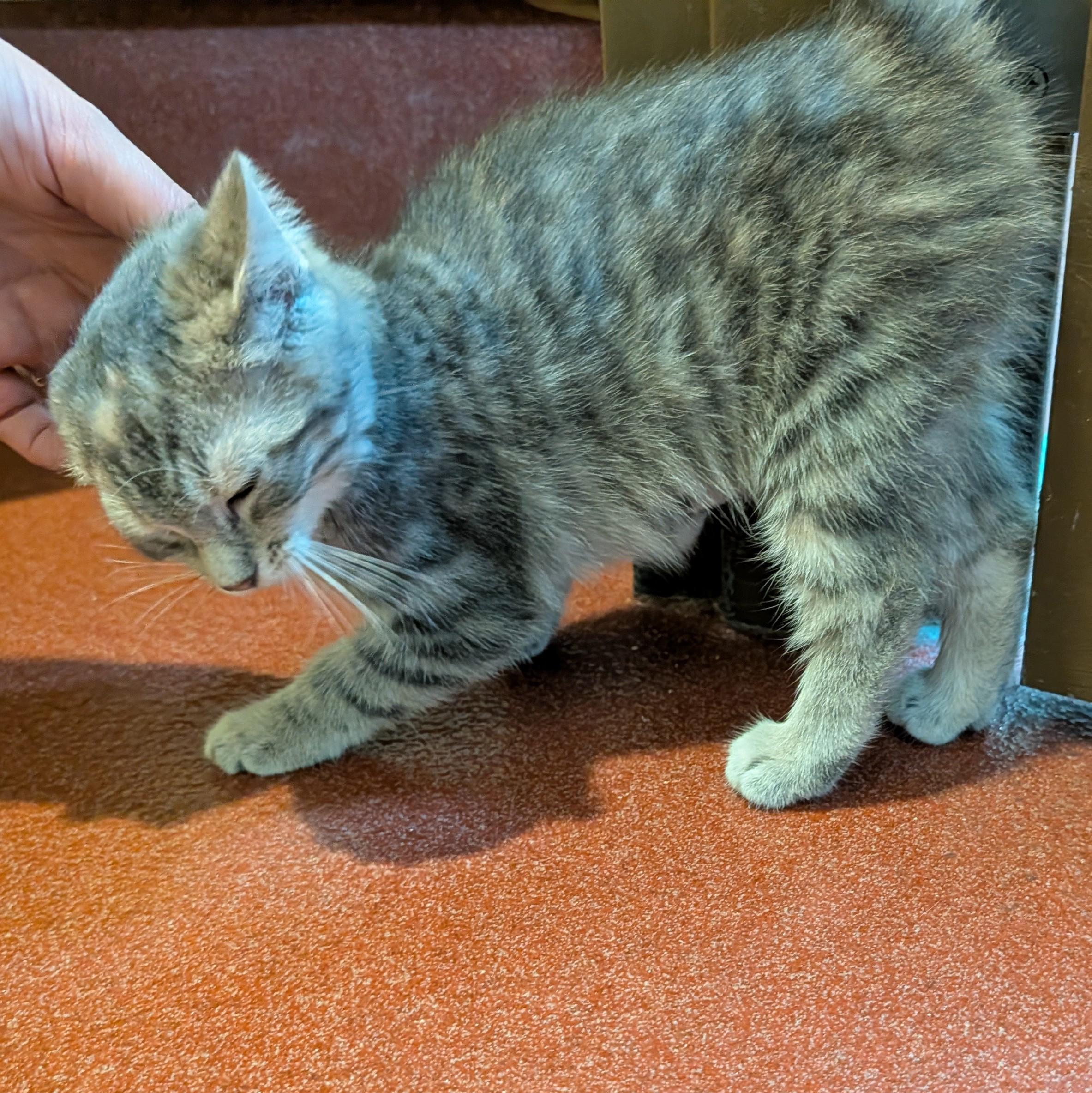 Enlarge Chelsea, a Adoptable Domestic Short Hair in Accident, MD image 2/4