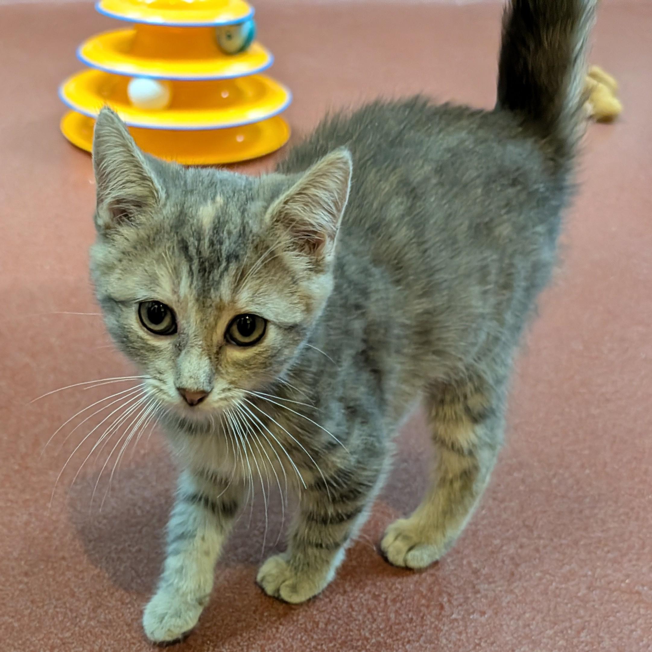 Enlarge Chelsea, a Adoptable Domestic Short Hair in Accident, MD image 3/4