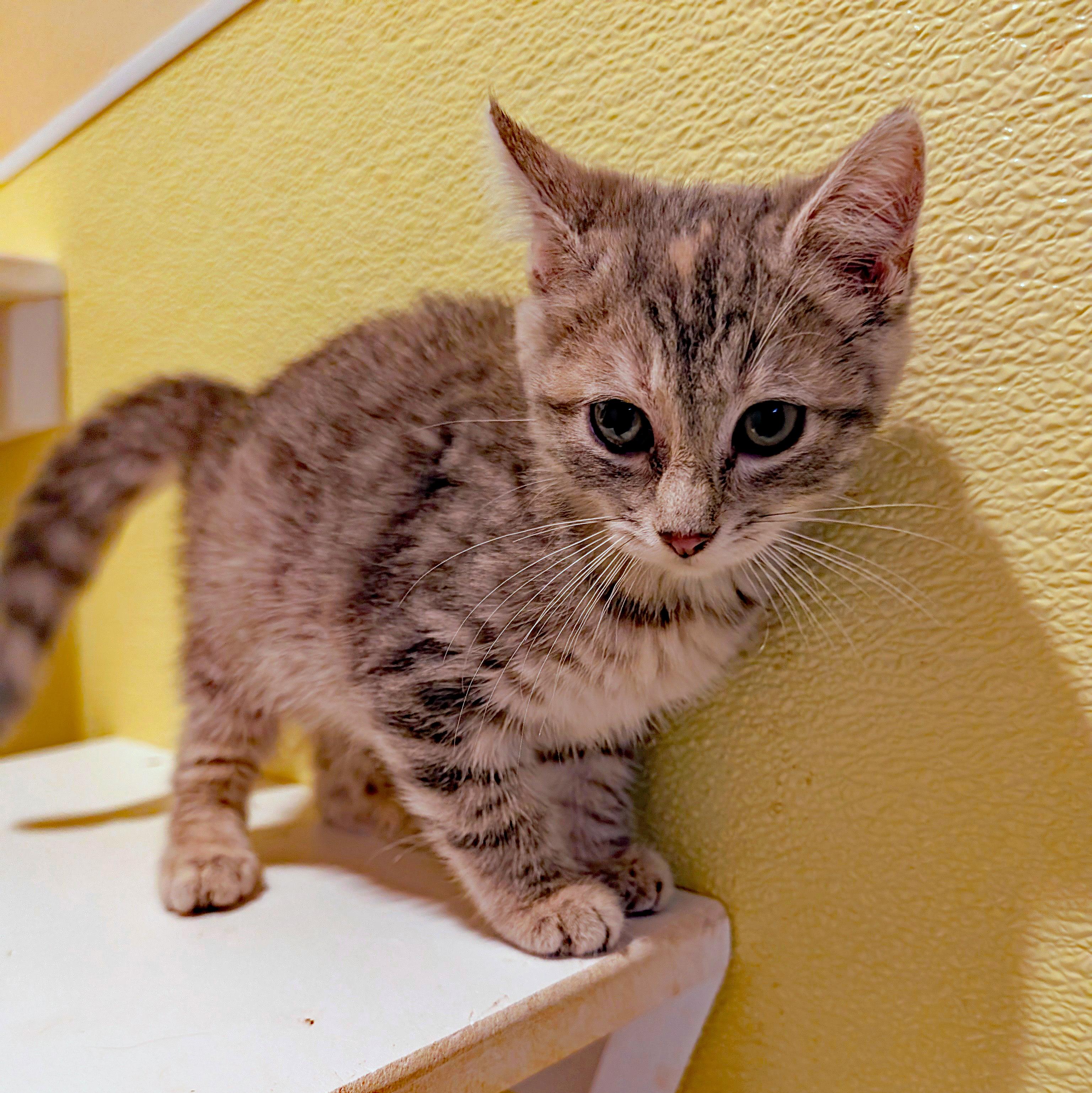 Enlarge Chelsea, a Adoptable Domestic Short Hair in Accident, MD image 4/4