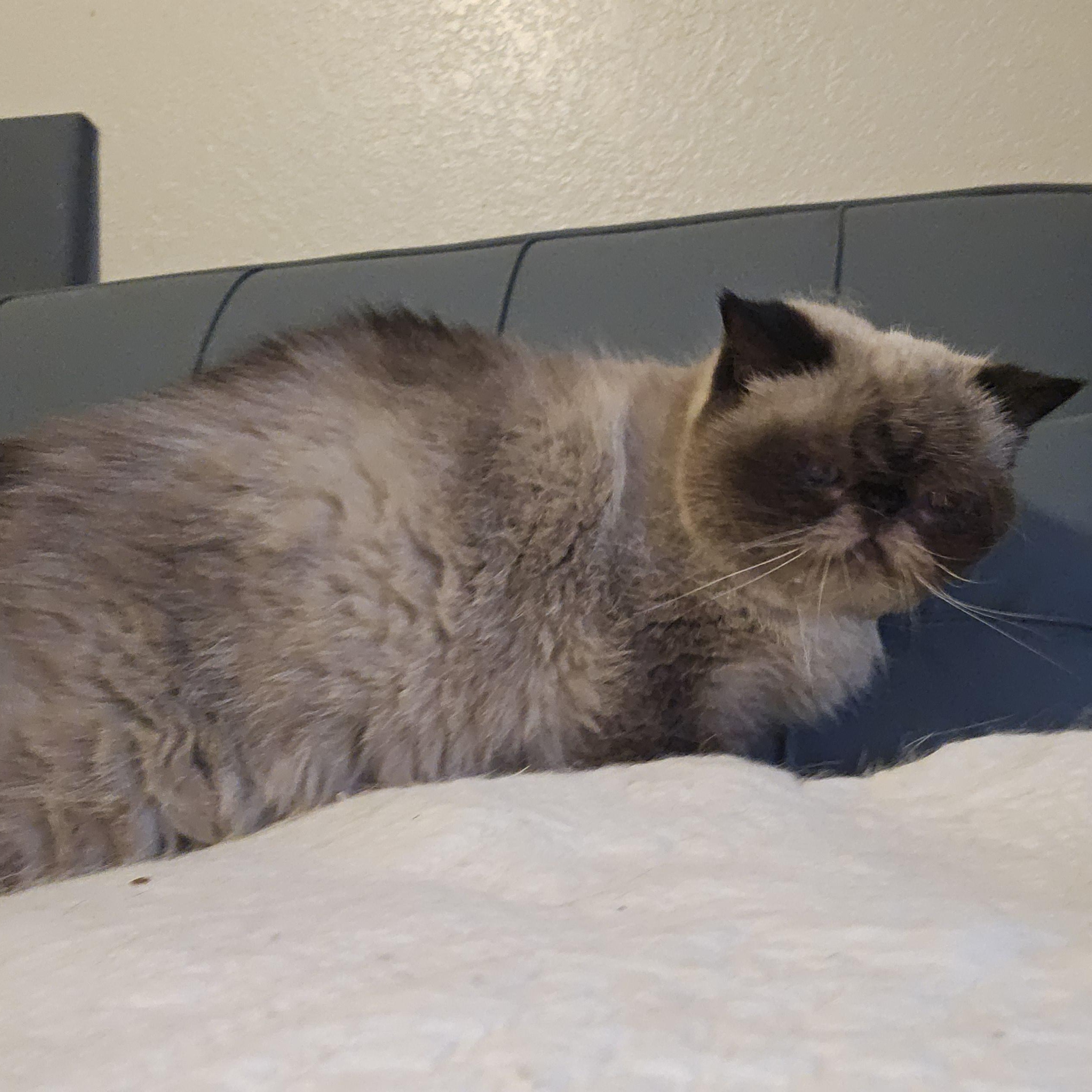 Enlarge Mandy, a Adopted mixed breed in Orlando, FL image 4/4