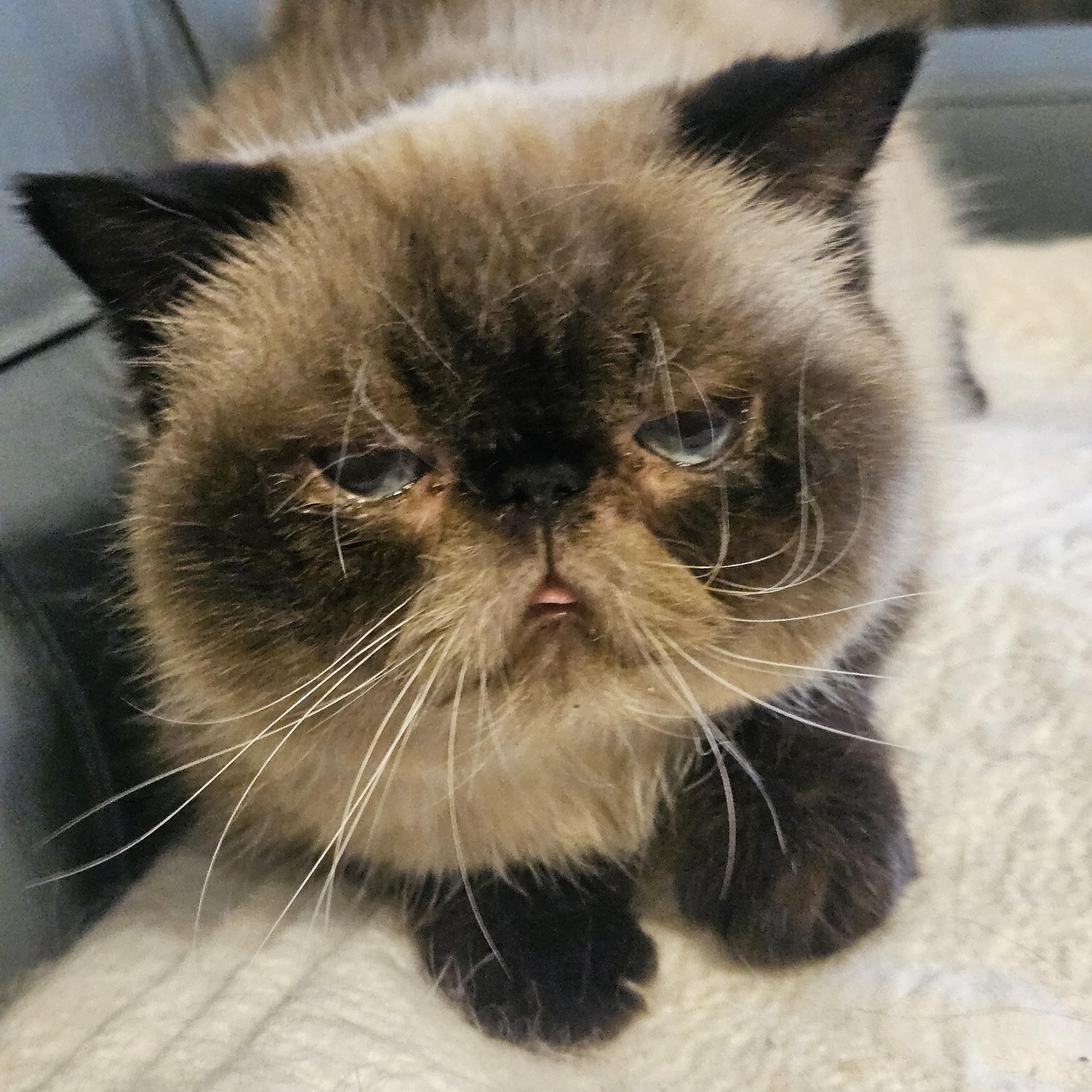 Mandy, Adopted, Senior Female Exotic Shorthair & Himalayan.