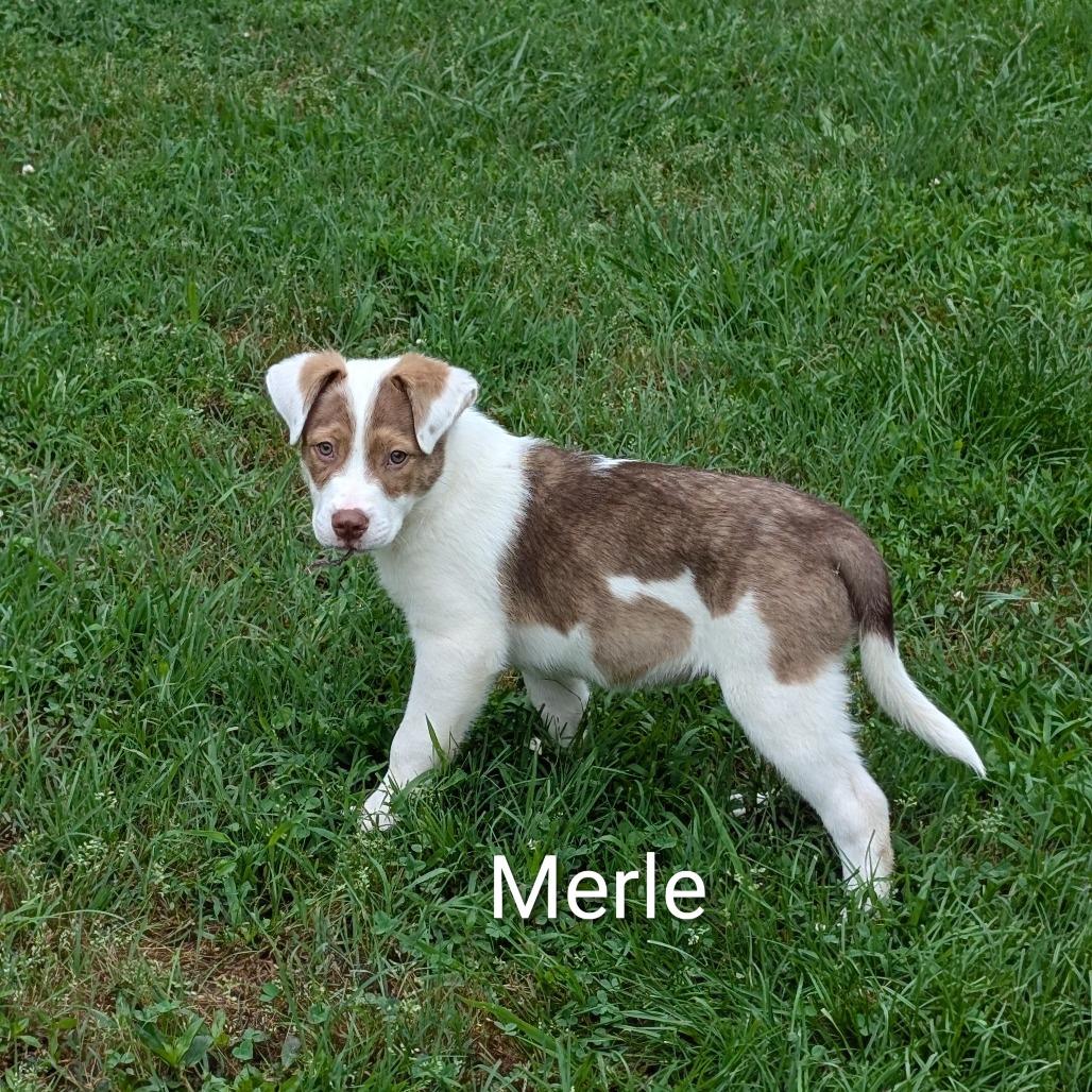 Merle, Adoptable, Puppy Male Mixed Breed.