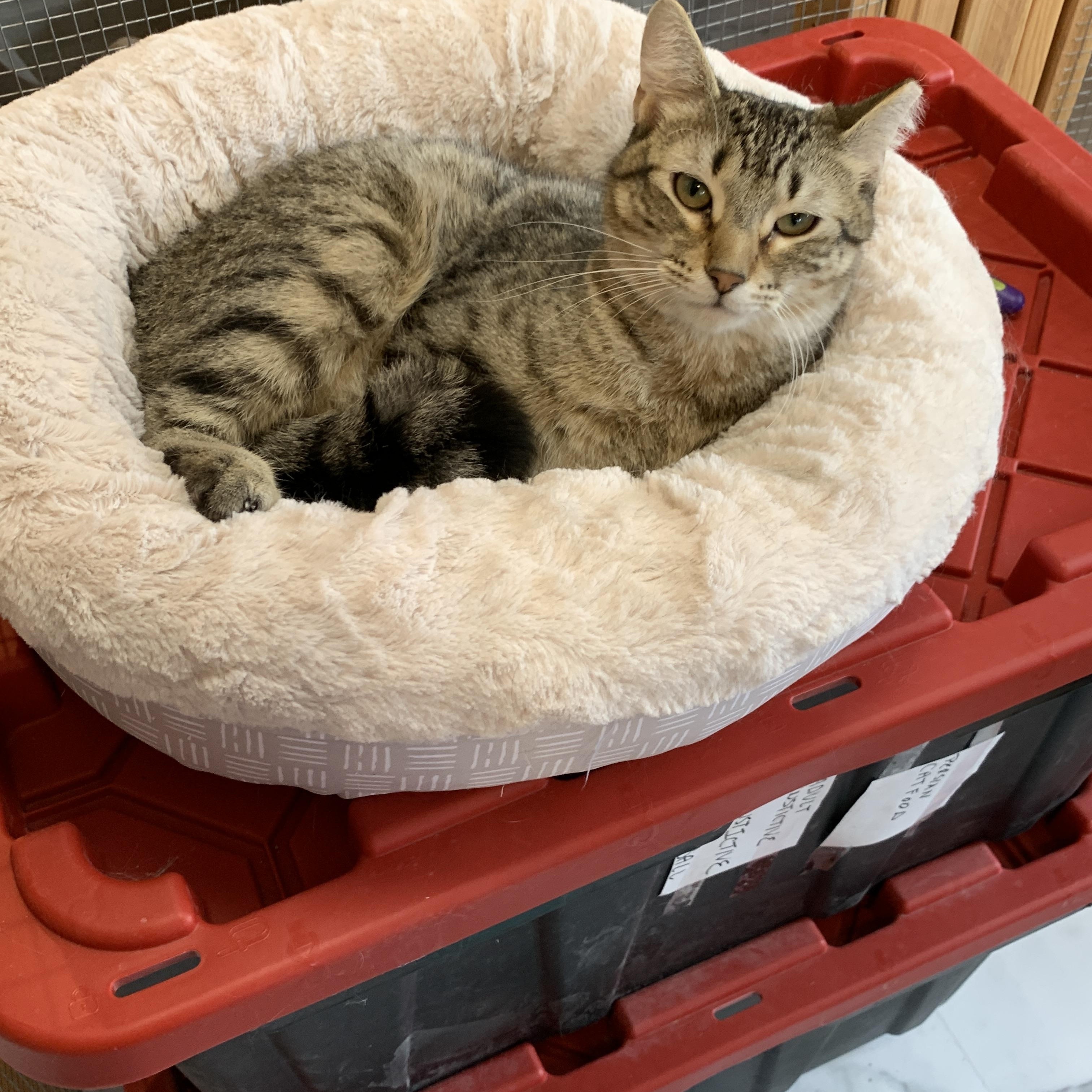 Enlarge Cooper, a Adoptable Domestic Short Hair in Saint Charles, MO image 2/2