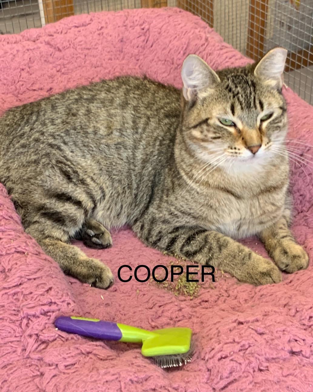 Cooper, Adoptable, Adult Male Domestic Short Hair.