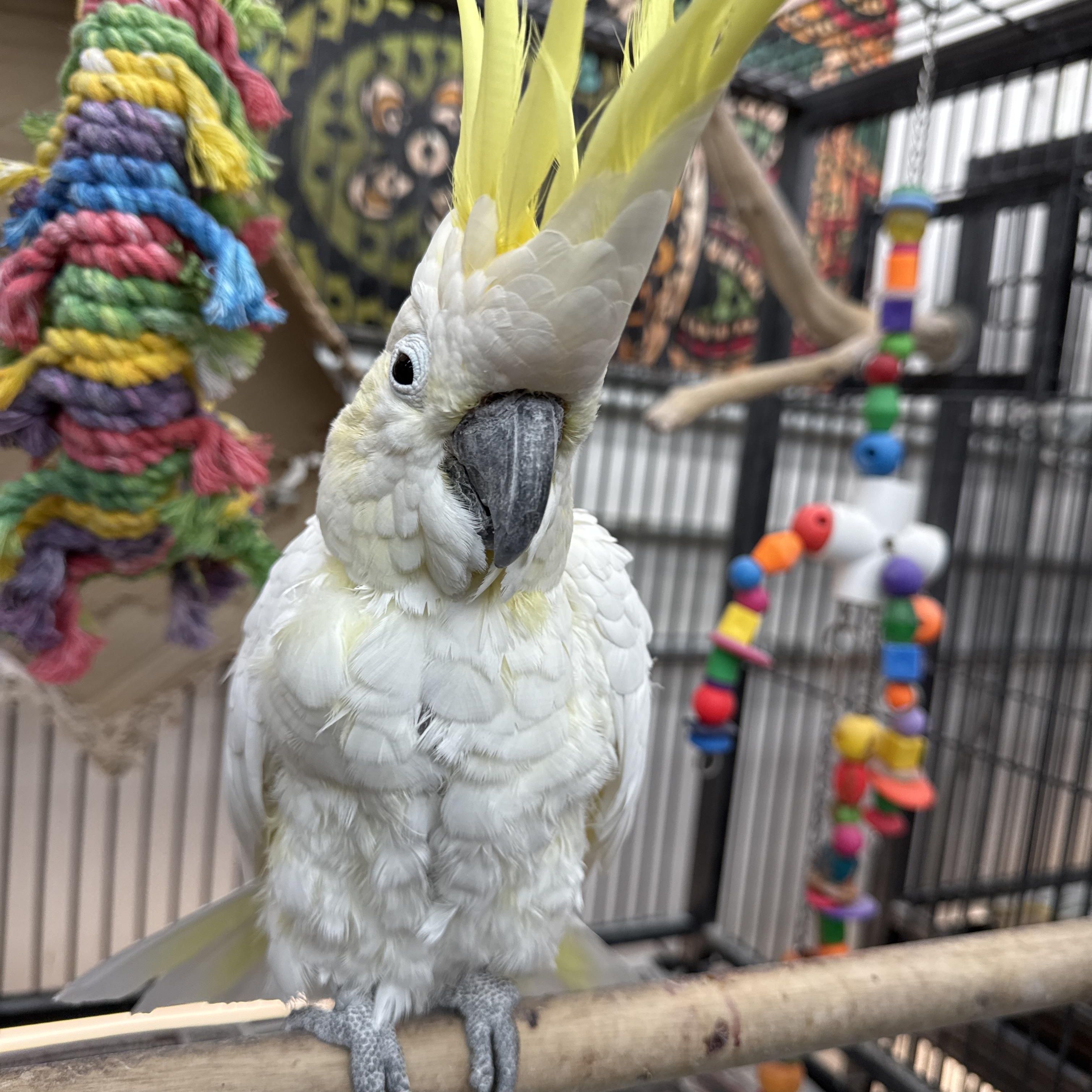 Ginger, adopted, Young Female Cockatoo.