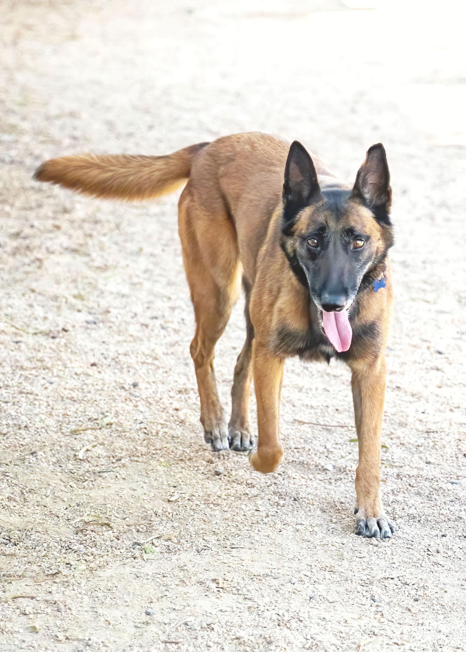 MONA, Adoptable, Adult Female Belgian Shepherd / Malinois.
