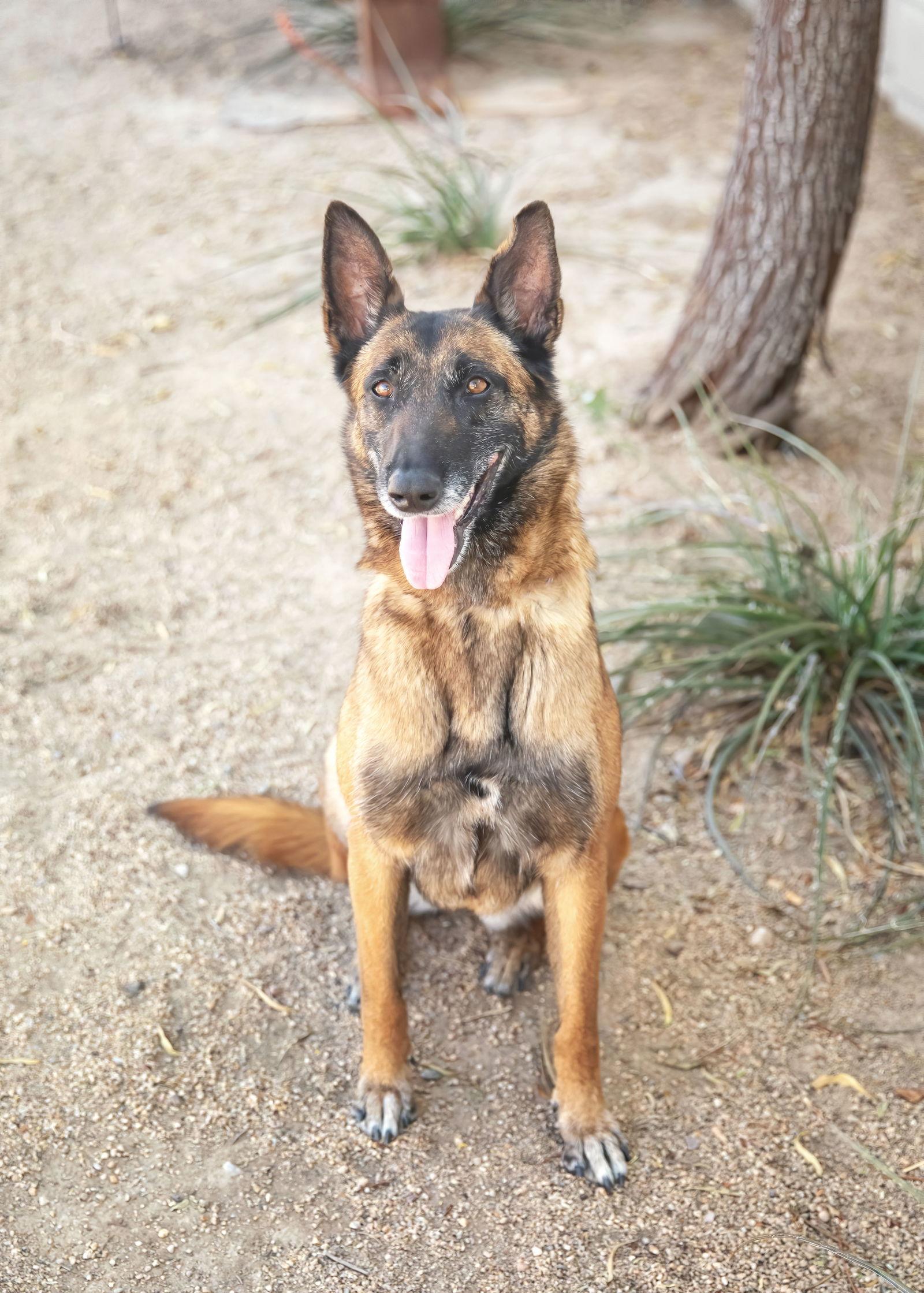 MONA, a Adoptable Belgian Shepherd / Malinois in Scottsdale, AZ image 2/3