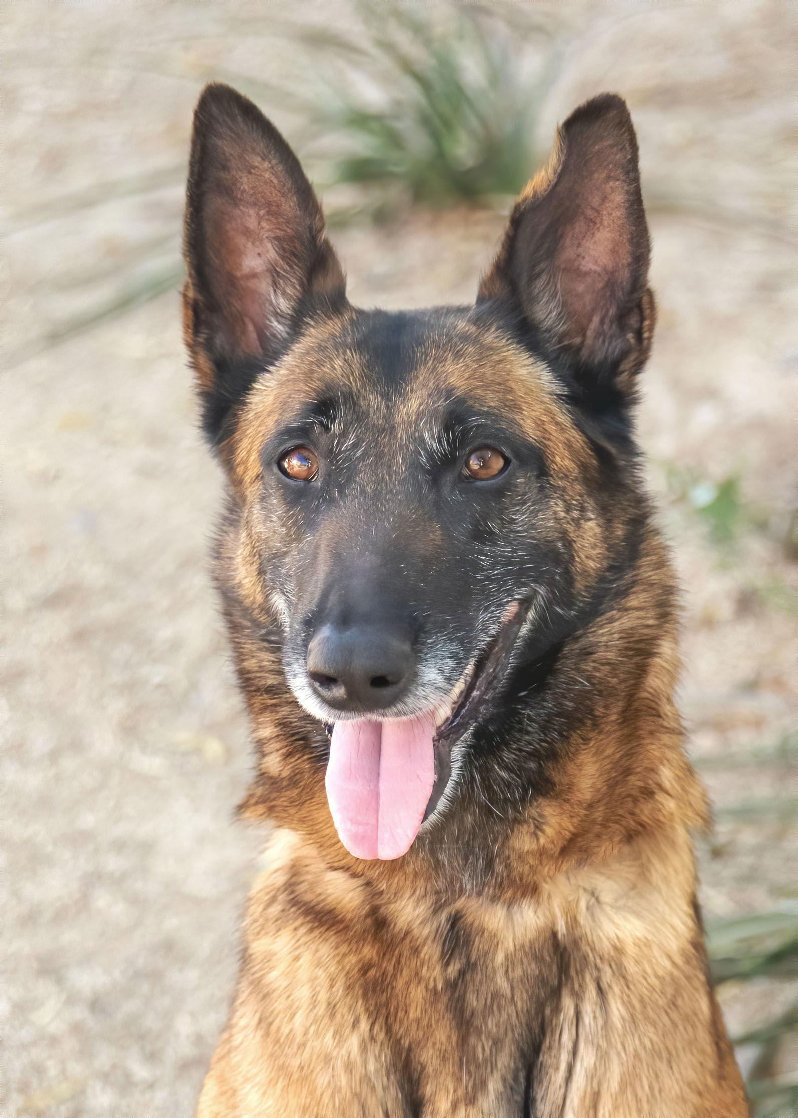 MONA, a Adoptable Belgian Shepherd / Malinois in Scottsdale, AZ image 3/3