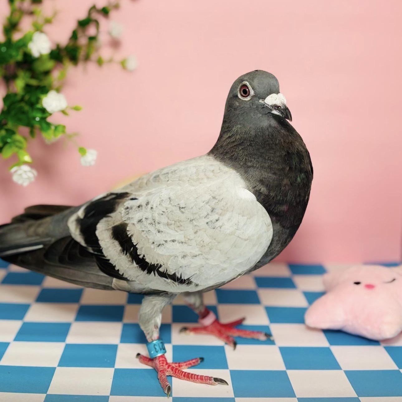Clara, a Adoptable Pigeon in Chicago, IL image 2/4
