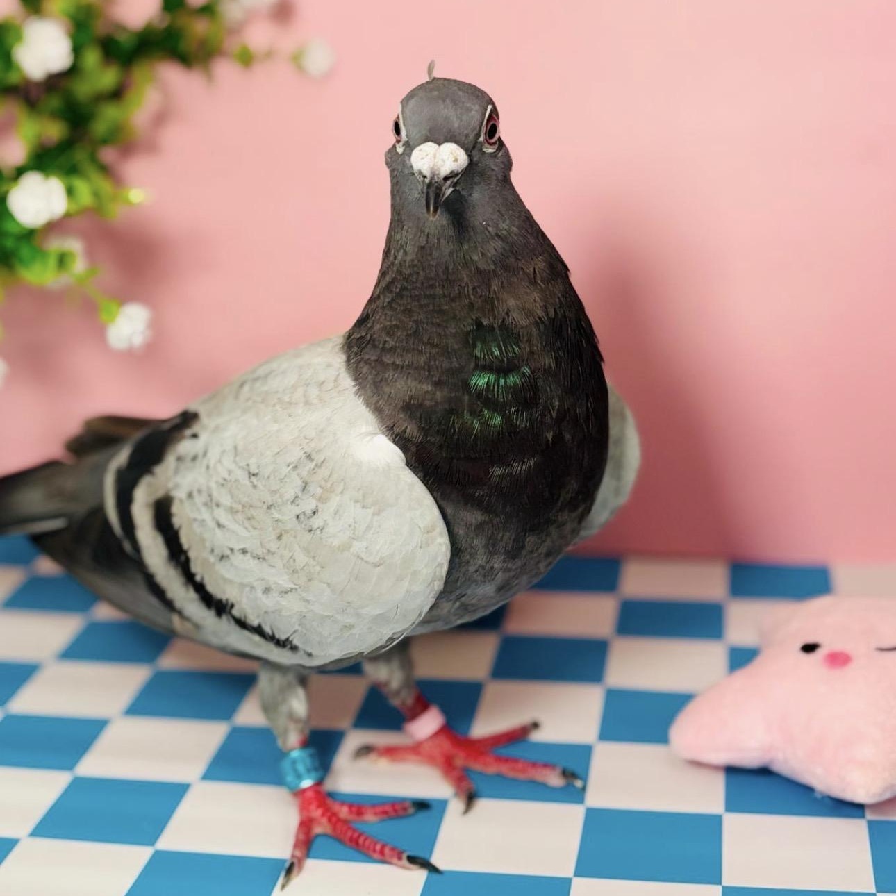 Clara, a Adoptable Pigeon in Chicago, IL image 3/4