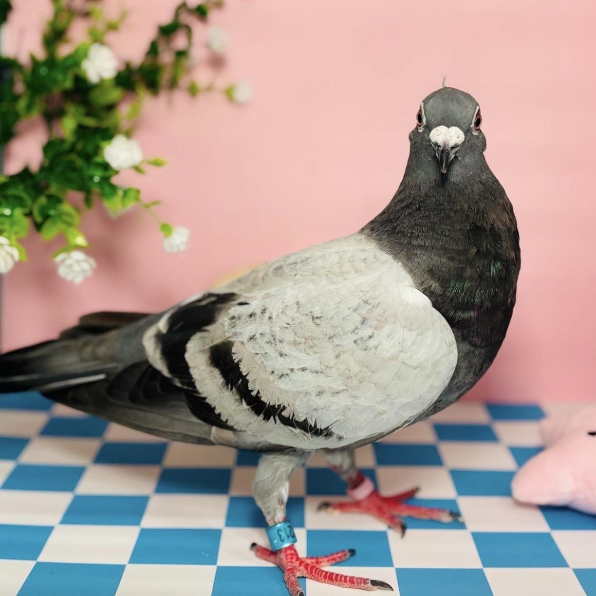 Clara, a Adoptable Pigeon in Chicago, IL image 4/4