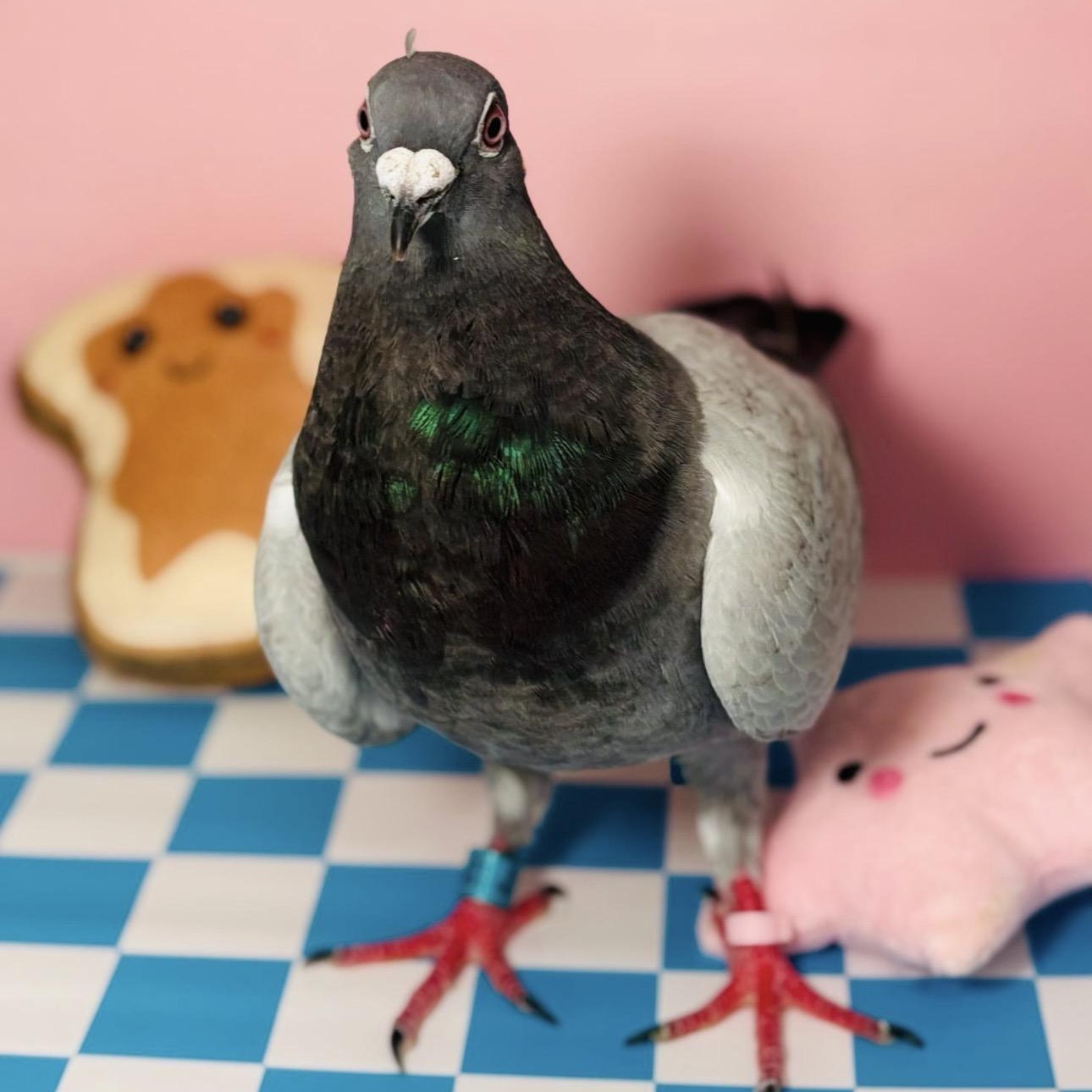 Clara, Adoptable, Adult Unknown Pigeon.