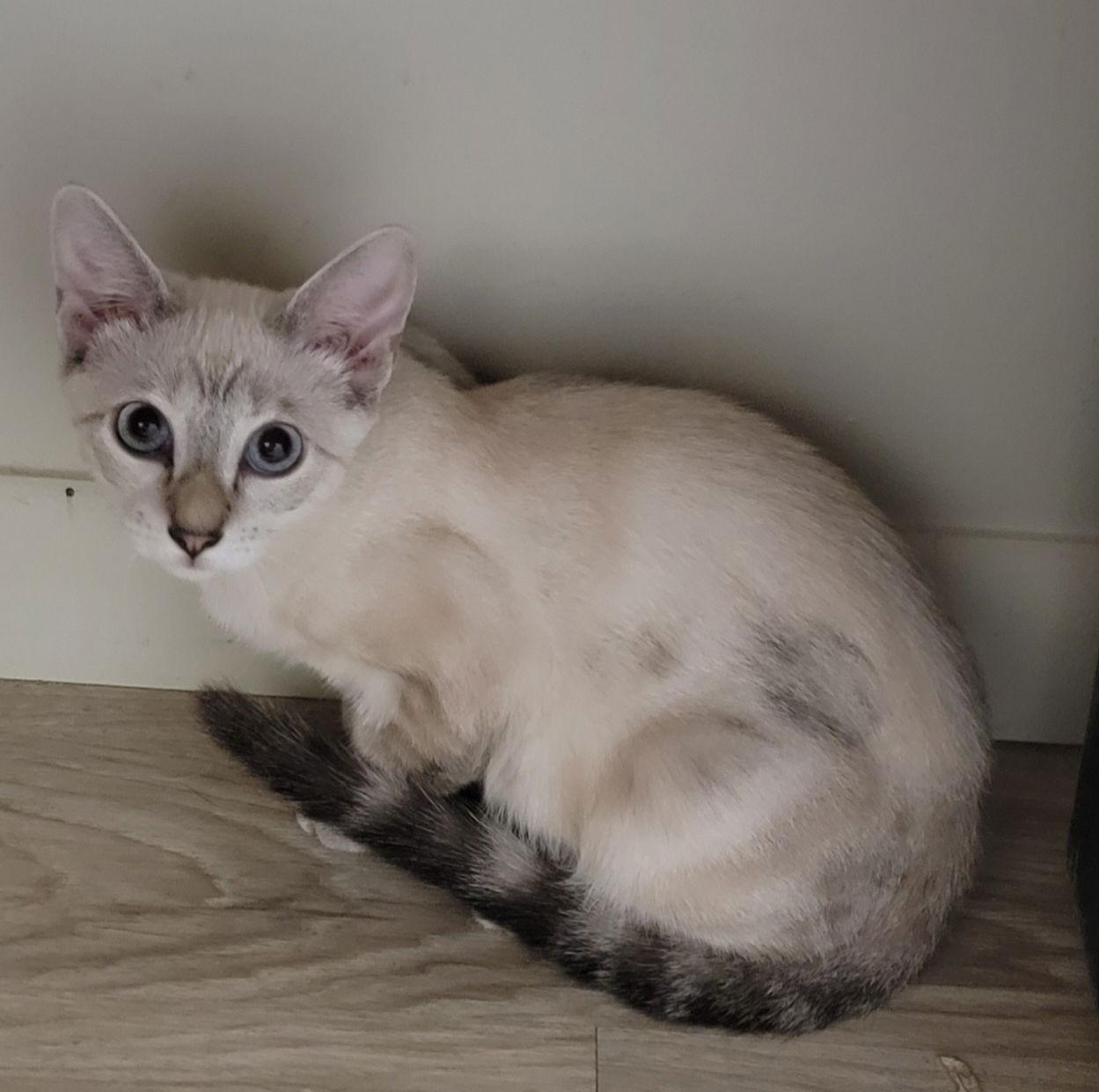 Priya, a Adoptable Siamese in Boynton Beach, FL image 3/3