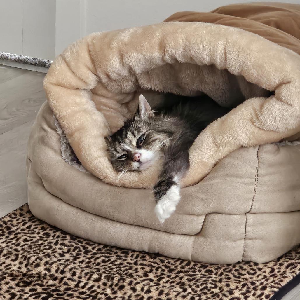 Maizey, Adoptable, Senior Female Domestic Long Hair.