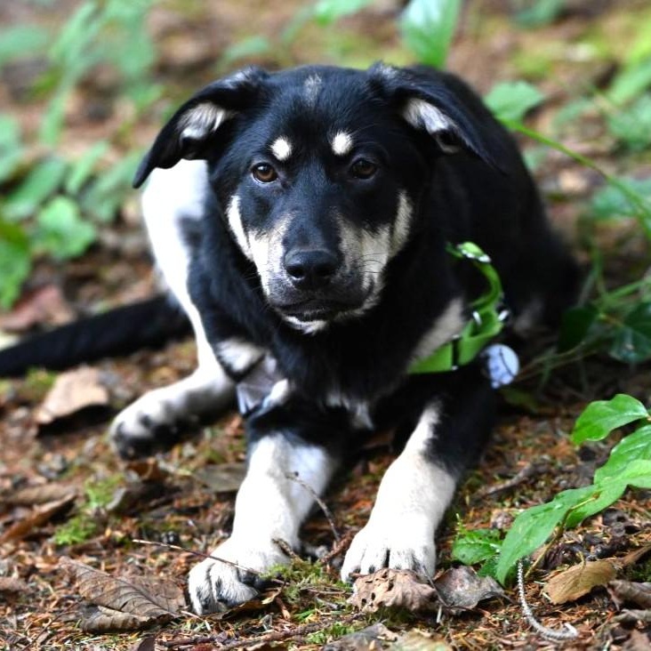 Enlarge Jimi Hendrix, a Adoptable mixed breed in Hoquiam, WA image 2/6