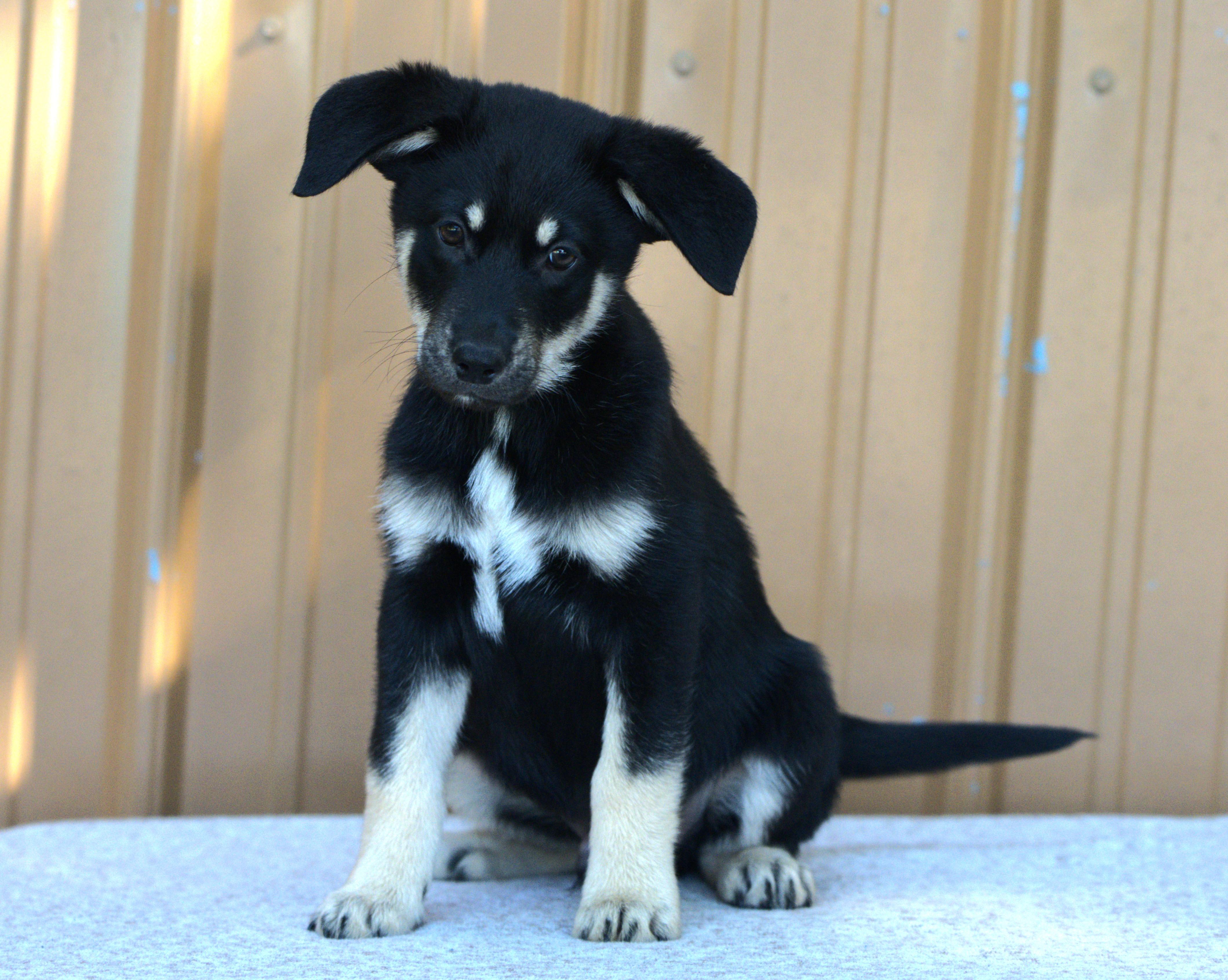 Jimi Hendrix, an adoptable mixed breed in Hoquiam, WA image 1/6