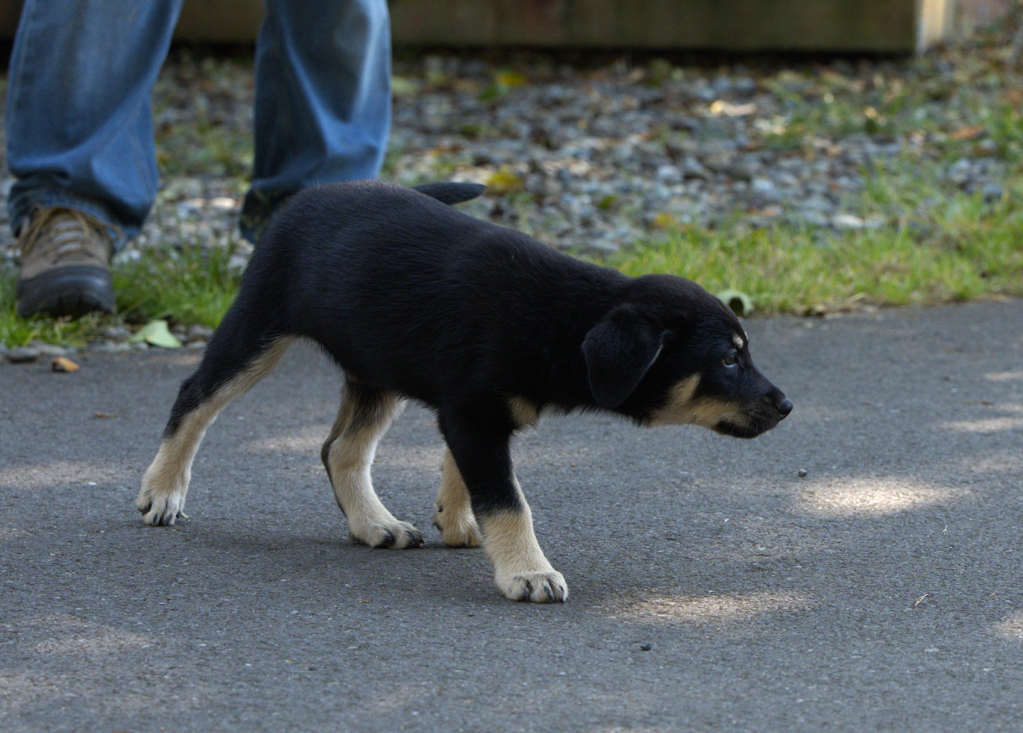 Jimi Hendrix, an adoptable mixed breed in Hoquiam, WA image 4/6