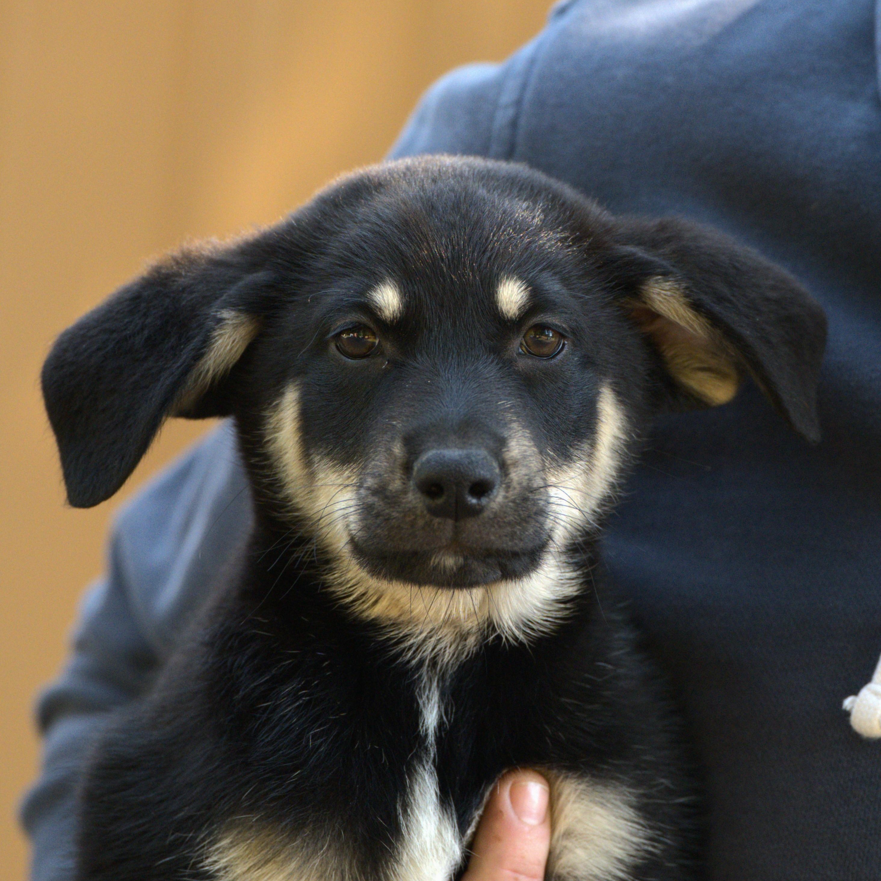 Jimi Hendrix, adoptable, Puppy Male Mixed Breed.