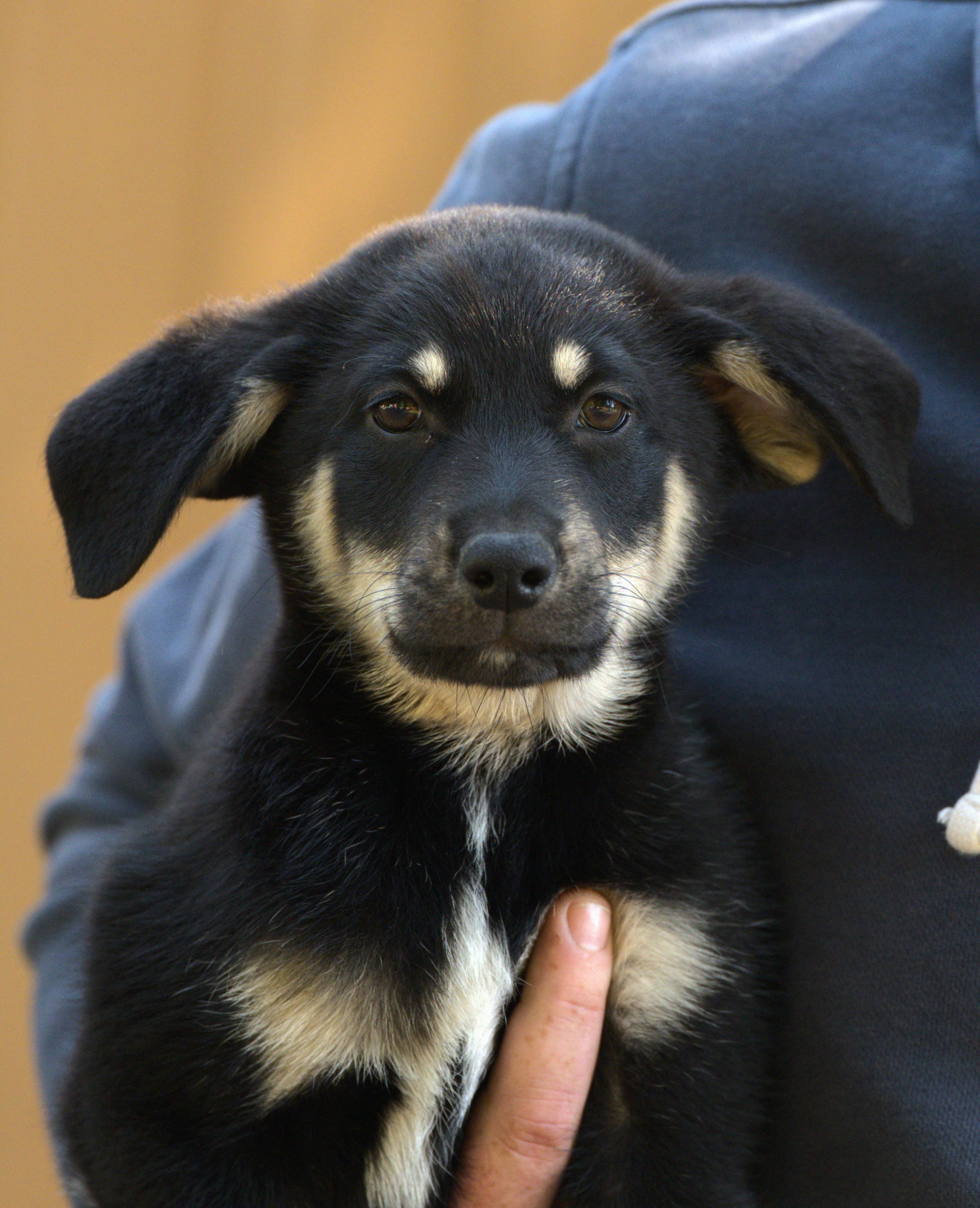 Jimi Hendrix, an adoptable mixed breed in Hoquiam, WA image 2/6