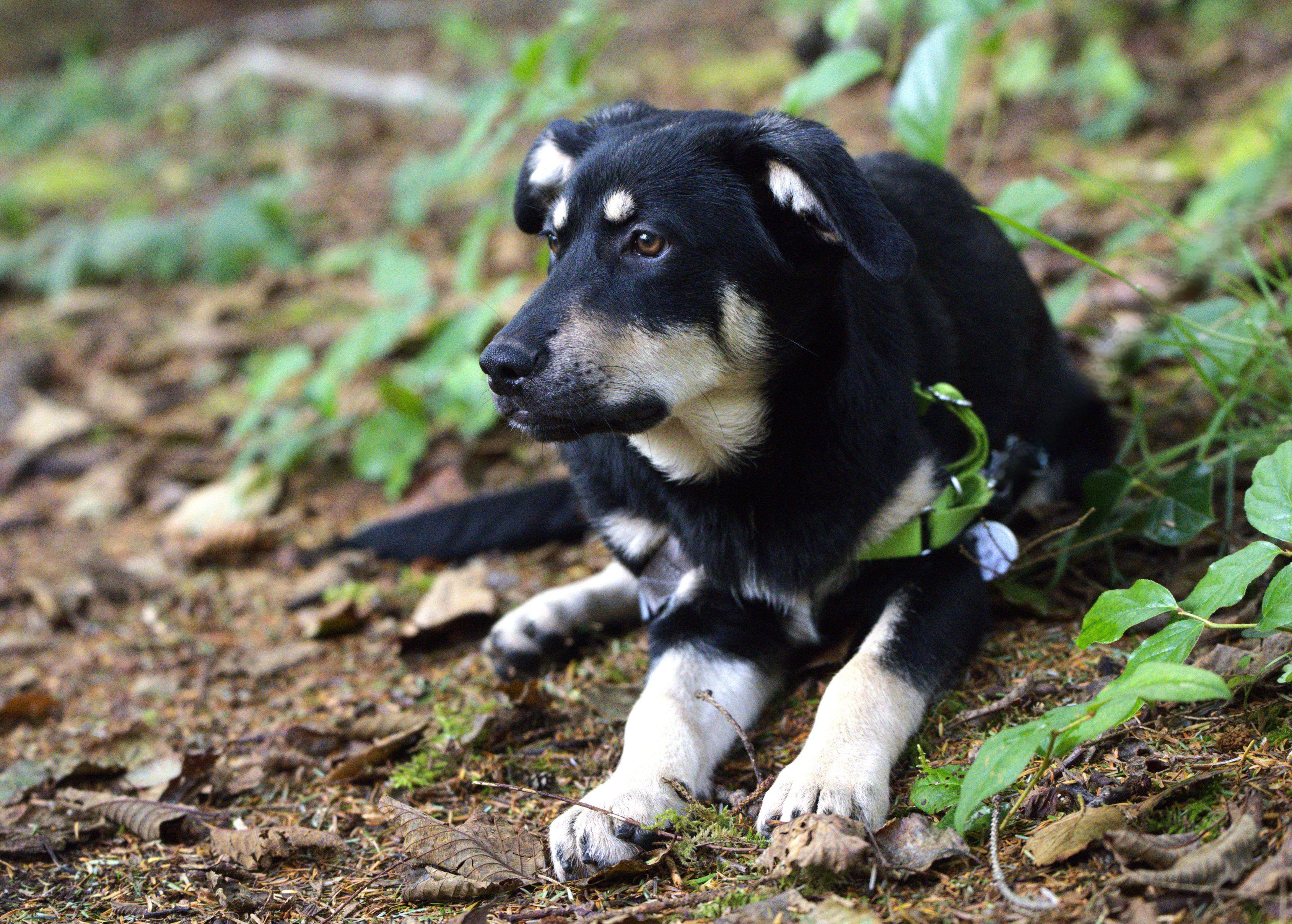 Enlarge Jimi Hendrix, a Adoptable mixed breed in Hoquiam, WA image 5/6